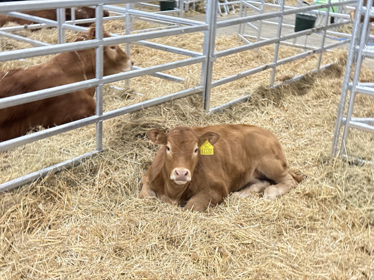 Hnědá kráva s ušní značkou leží ve slámě v kovovém kotci na výstavě.