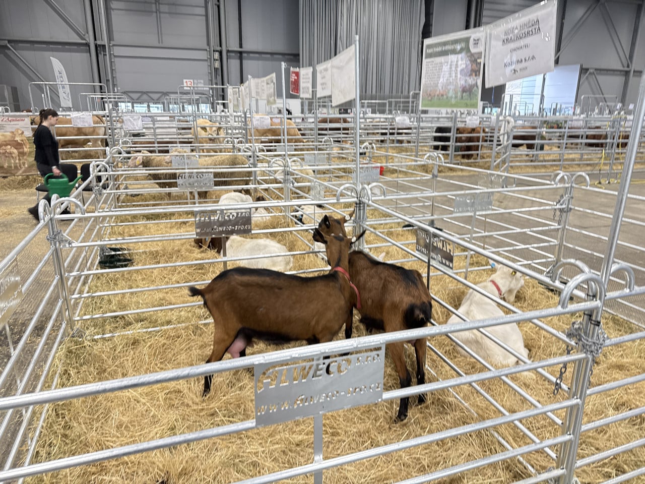 Kozy v kovových ohradách na slámě v brněnské výstavní hale, chovatelka s konví vlevo.