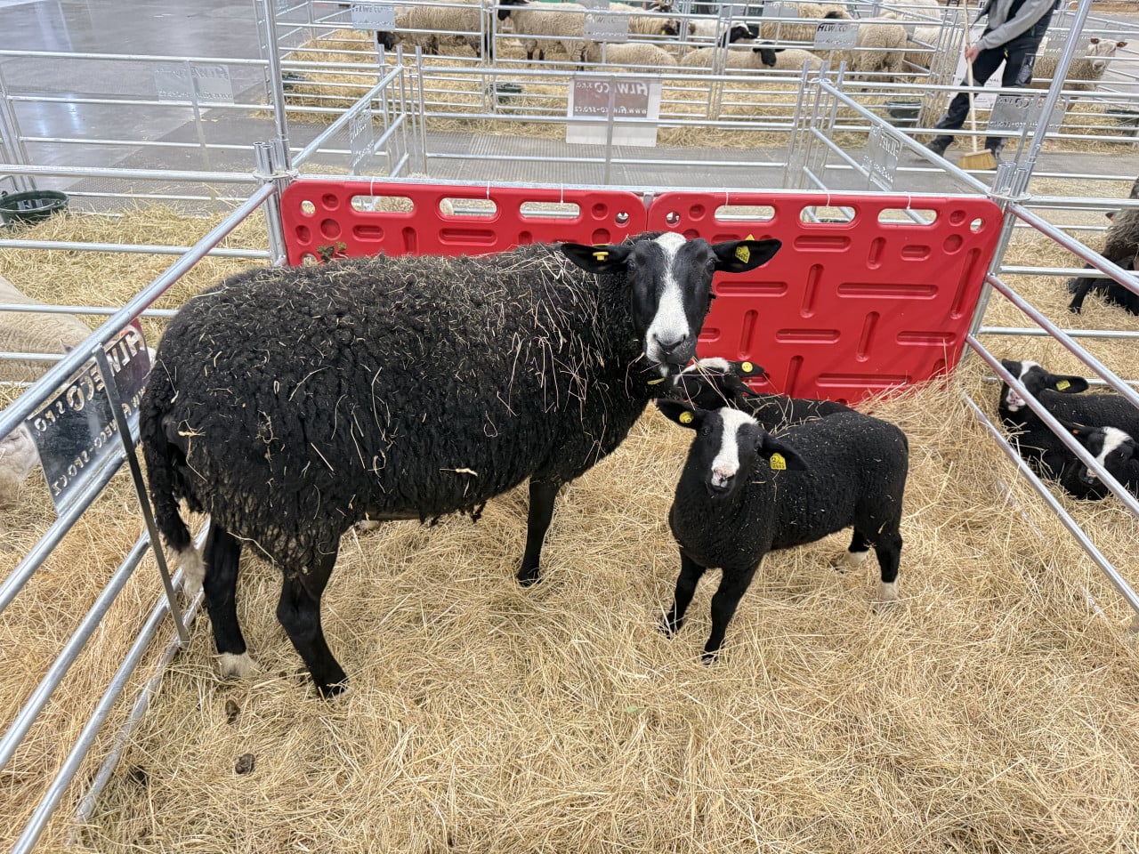 Černá ovce s jehnětem v ohrádce na slámě na výstavě hospodářských zvířat