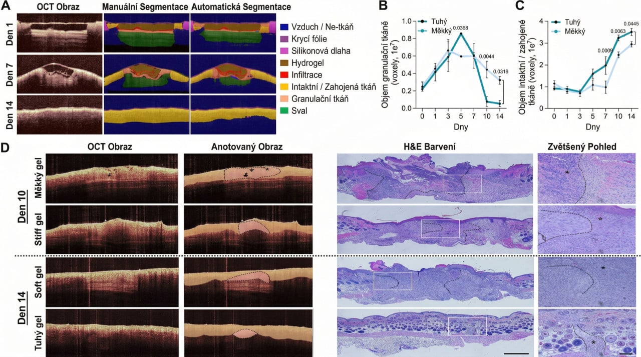 AI a speciální kamera odhalují, jak se hojí podkožní rány