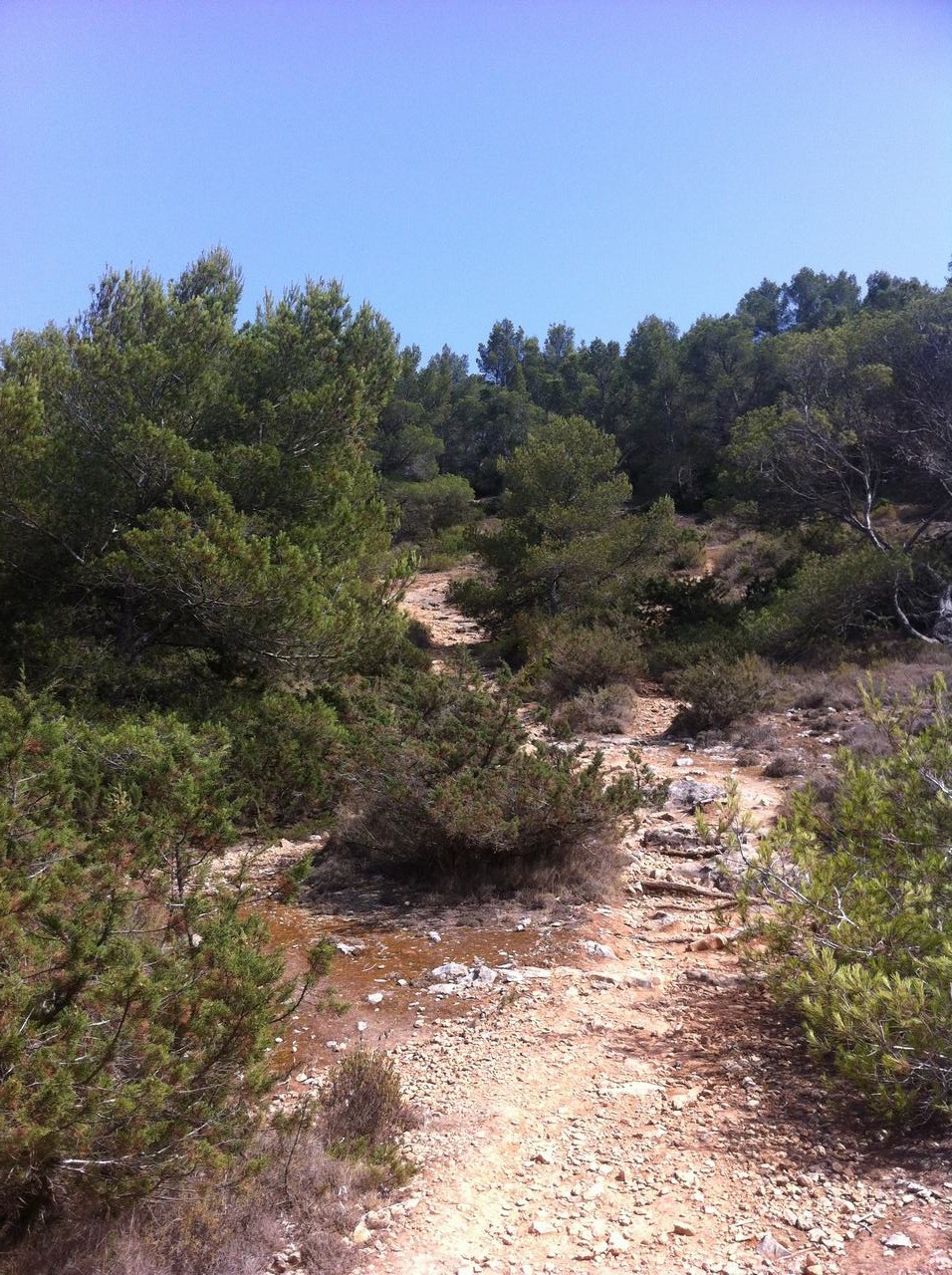 Kamenitá prašná stezka mezi borovicemi a keři pod jasnou modrou oblohou