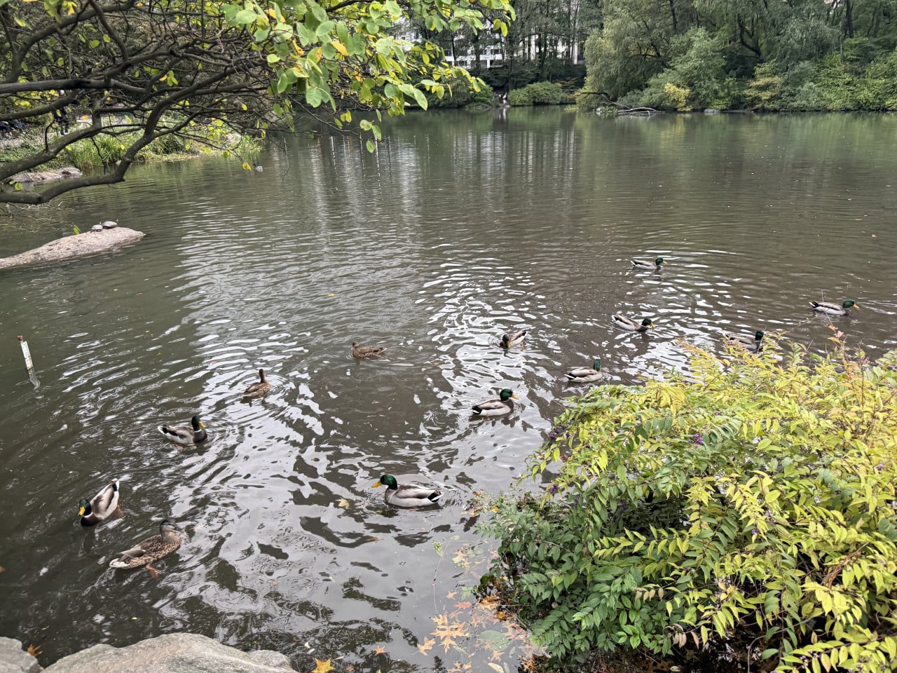 Rybník v Central Parku s kachnami a zelenými stromy kolem vody