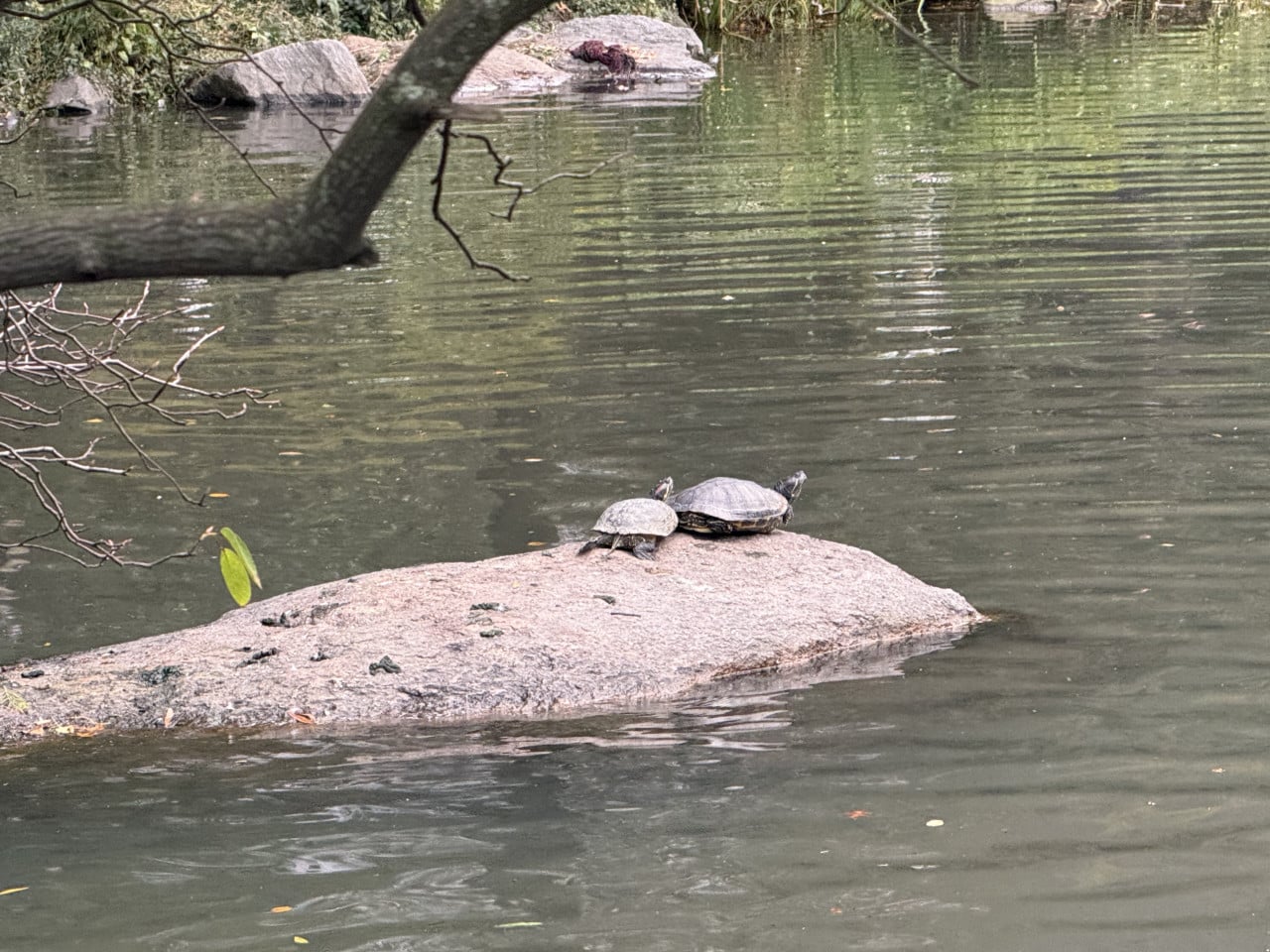 Dvě želvy na kameni v jezírku Central Parku, větve a voda kolem.