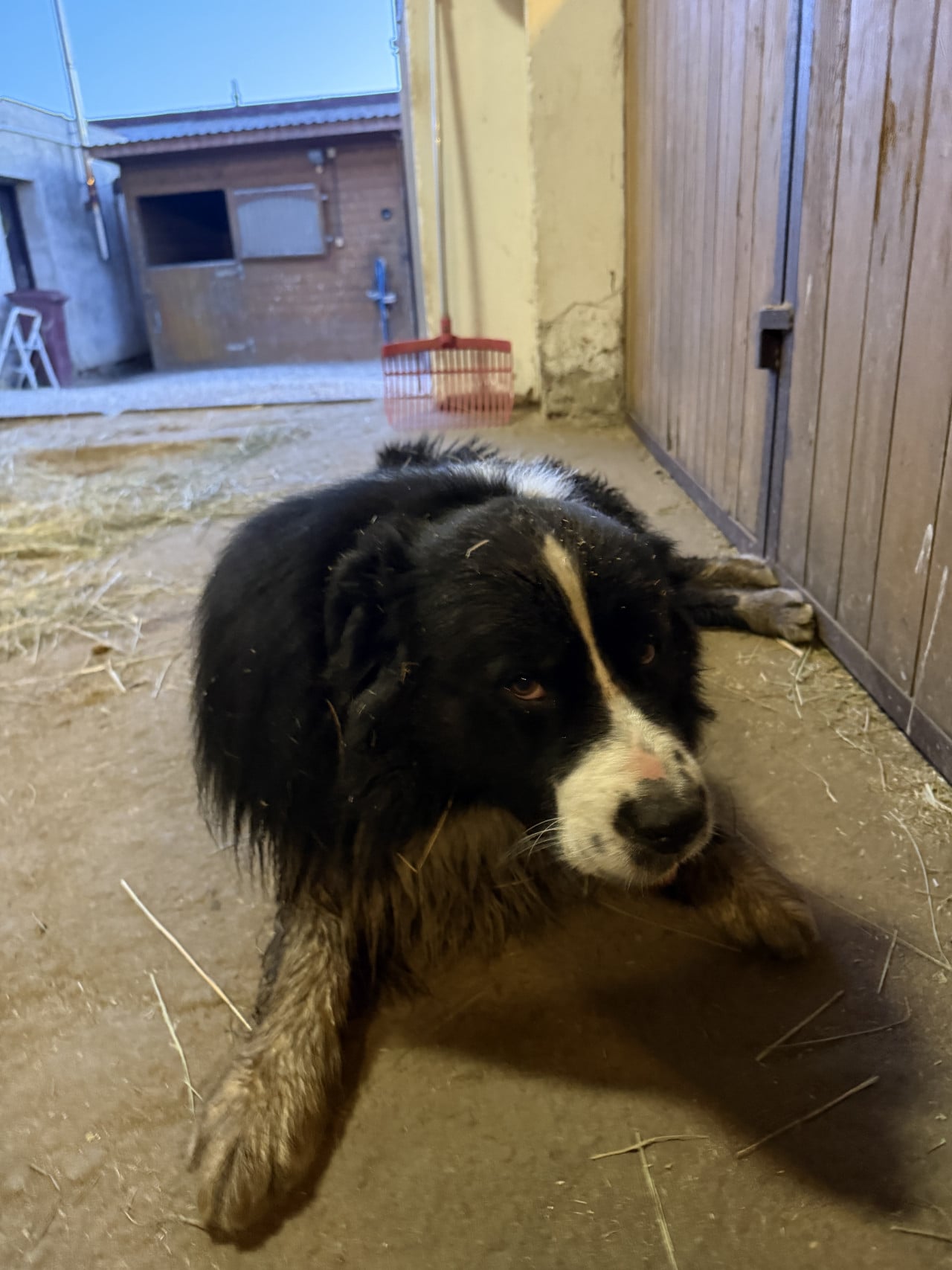 Černobílý pes leží na podlaze stáje u dřevěných vrat se slámou.