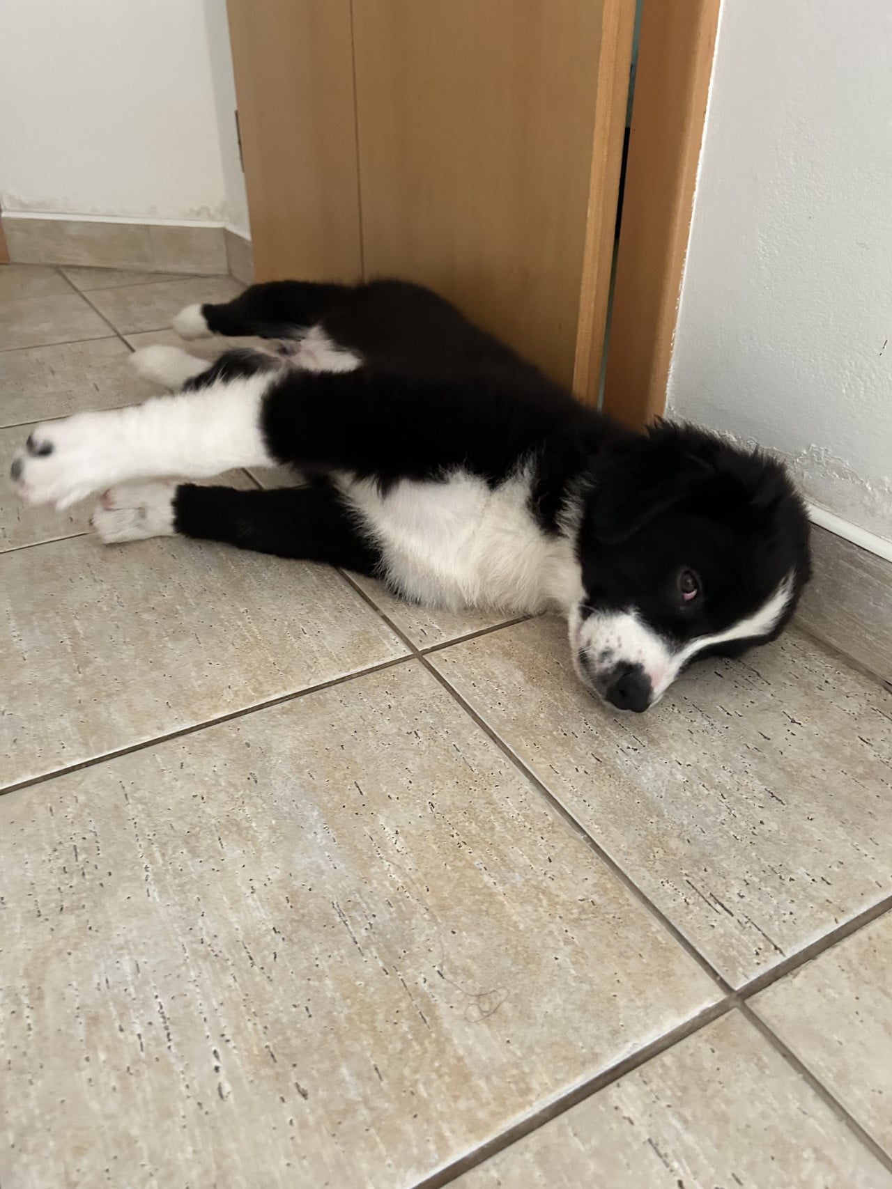 Černobílé štěně australského ovčáka leží na dlažbě u dřevěných dveří.