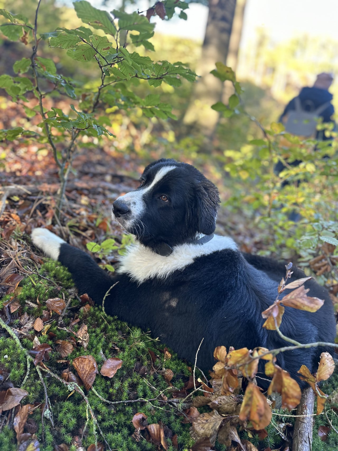 Černobílý pes leží v listí a mechu v lese, v pozadí člověk.