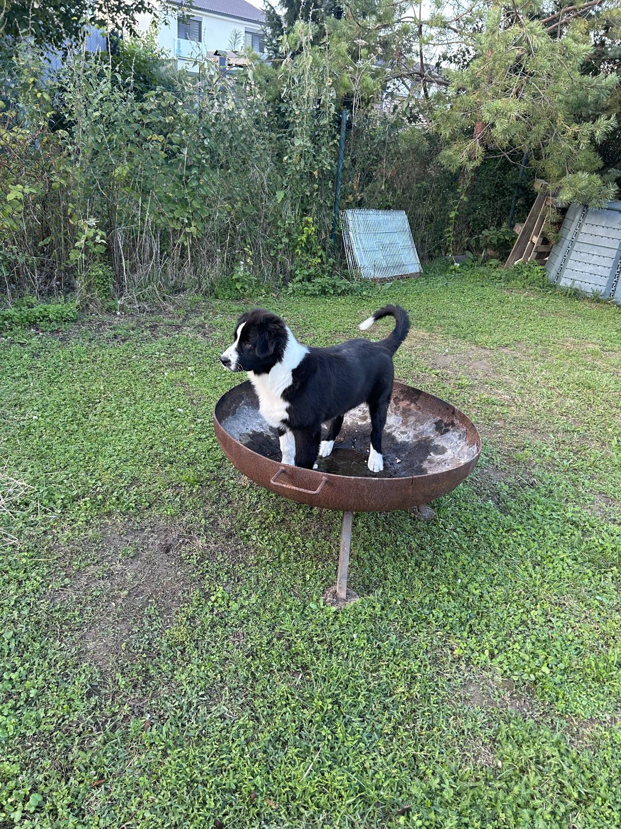 Černobílé štěně australského ovčáka stojí v rezavé míse ohniště na trávě.