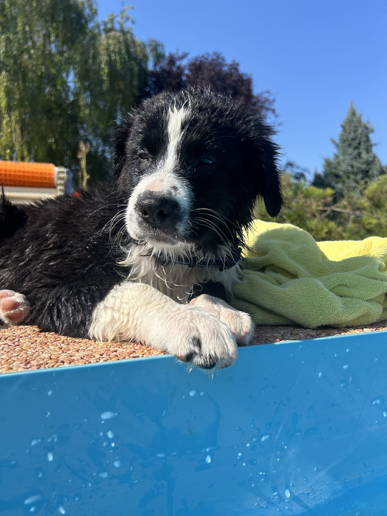 Mokré černobílé štěně australského ovčáka leží na okraji modrého bazénu vedle ručníku.