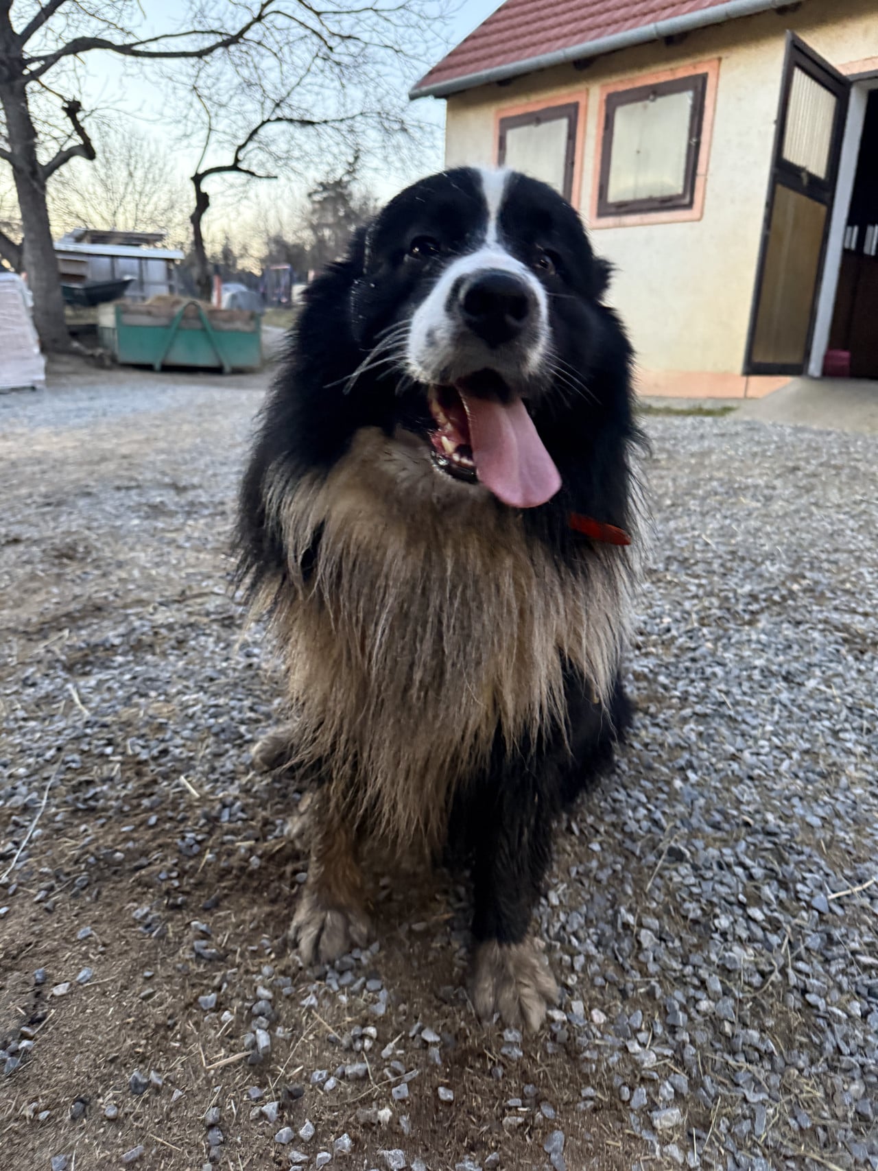 Černobílý australský ovčák s vyplazeným jazykem stojí na štěrku u stáje.
