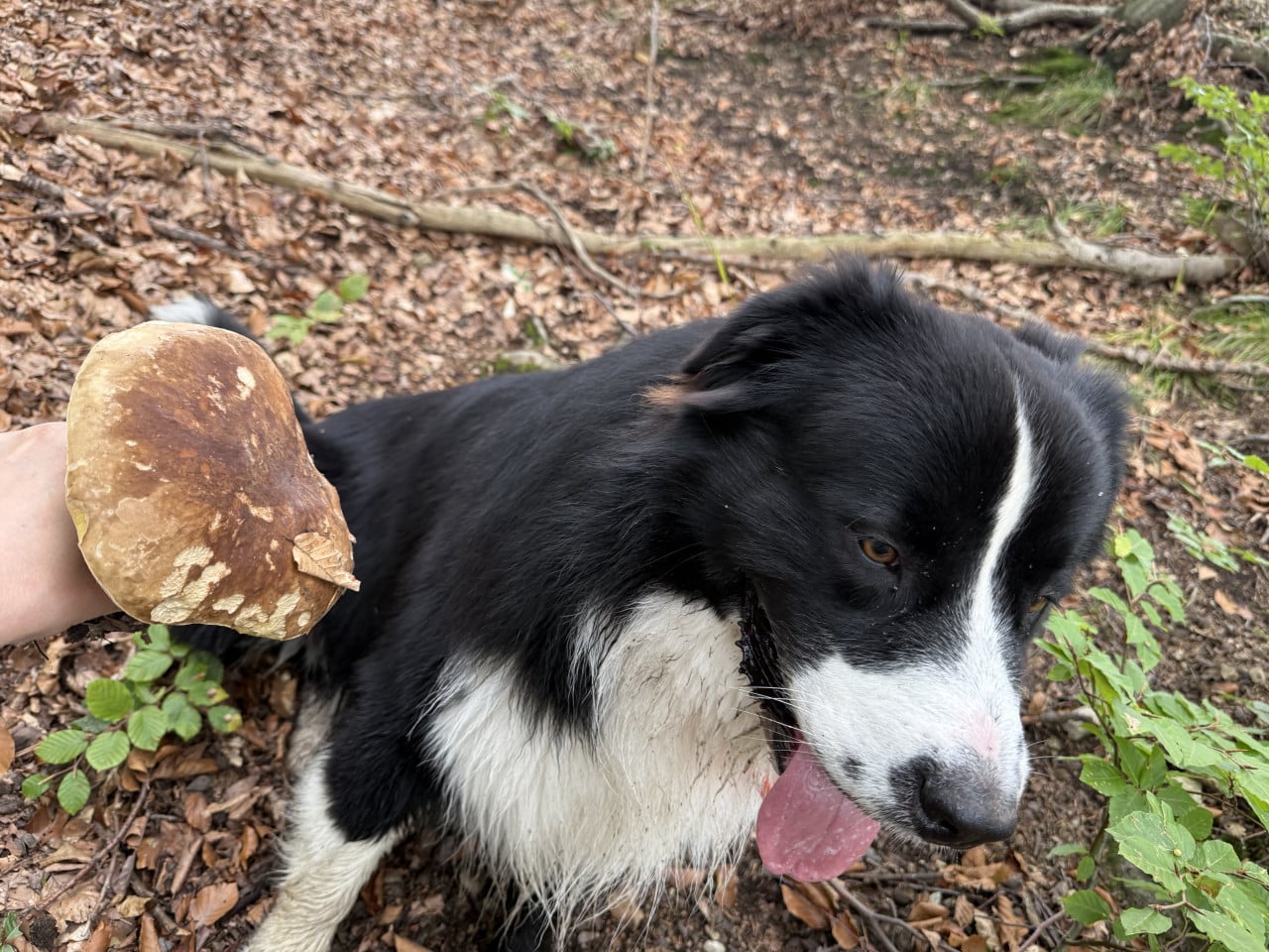 Černobílý australský ovčák v lese s vyplazeným jazykem, vedle velký hřib v ruce