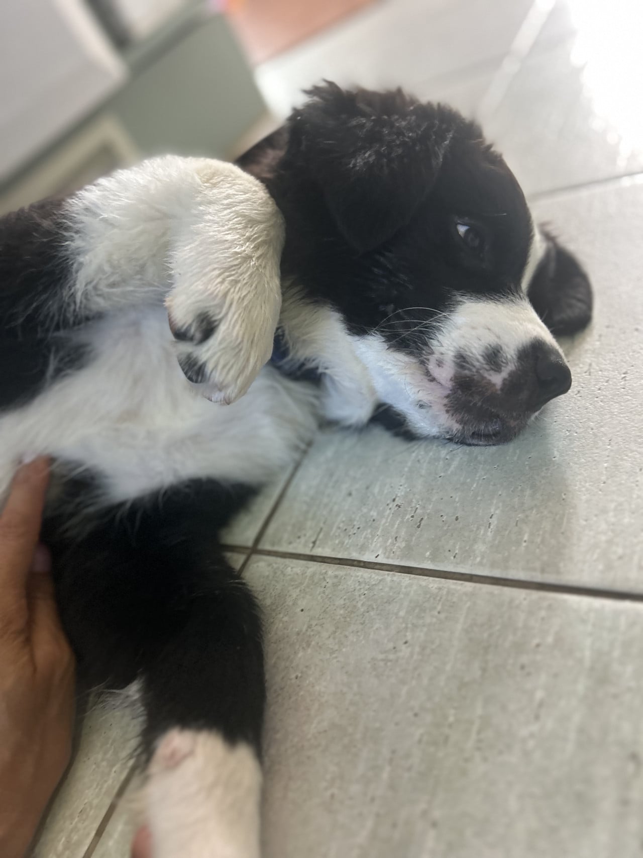 Černobílé štěně australského ovčáka leží na boku na dlažbě, člověk ho hladí.