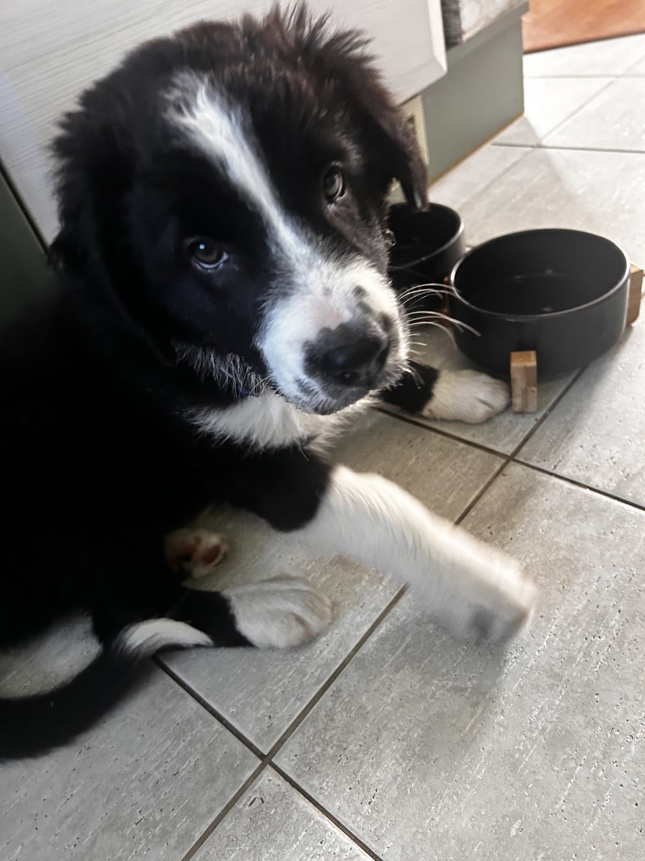Černobílé štěně australského ovčáka leží na dlažbě vedle misek s vodou