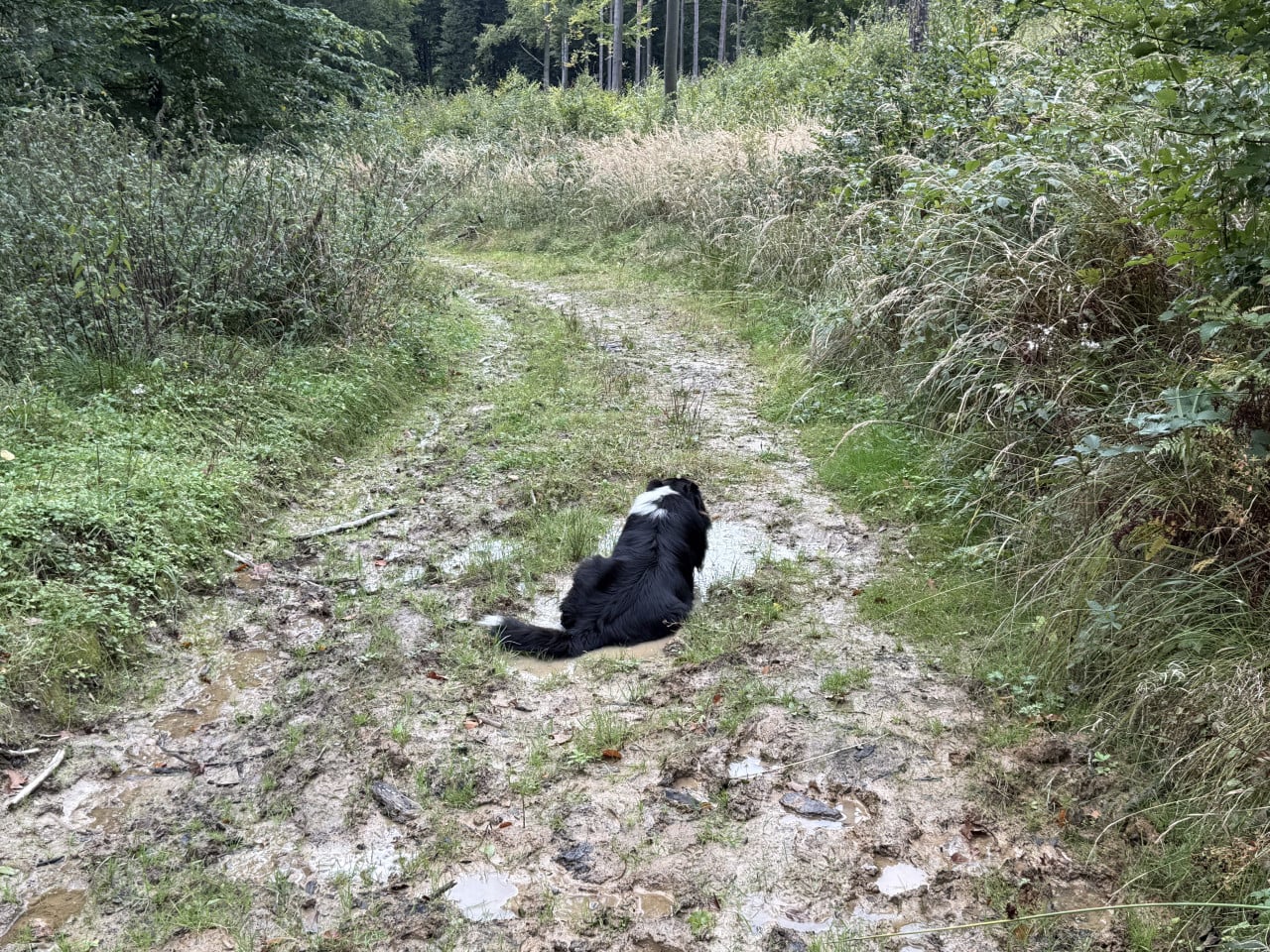 Černobílý pes leží uprostřed v blátivé kaluži na lesní cestě