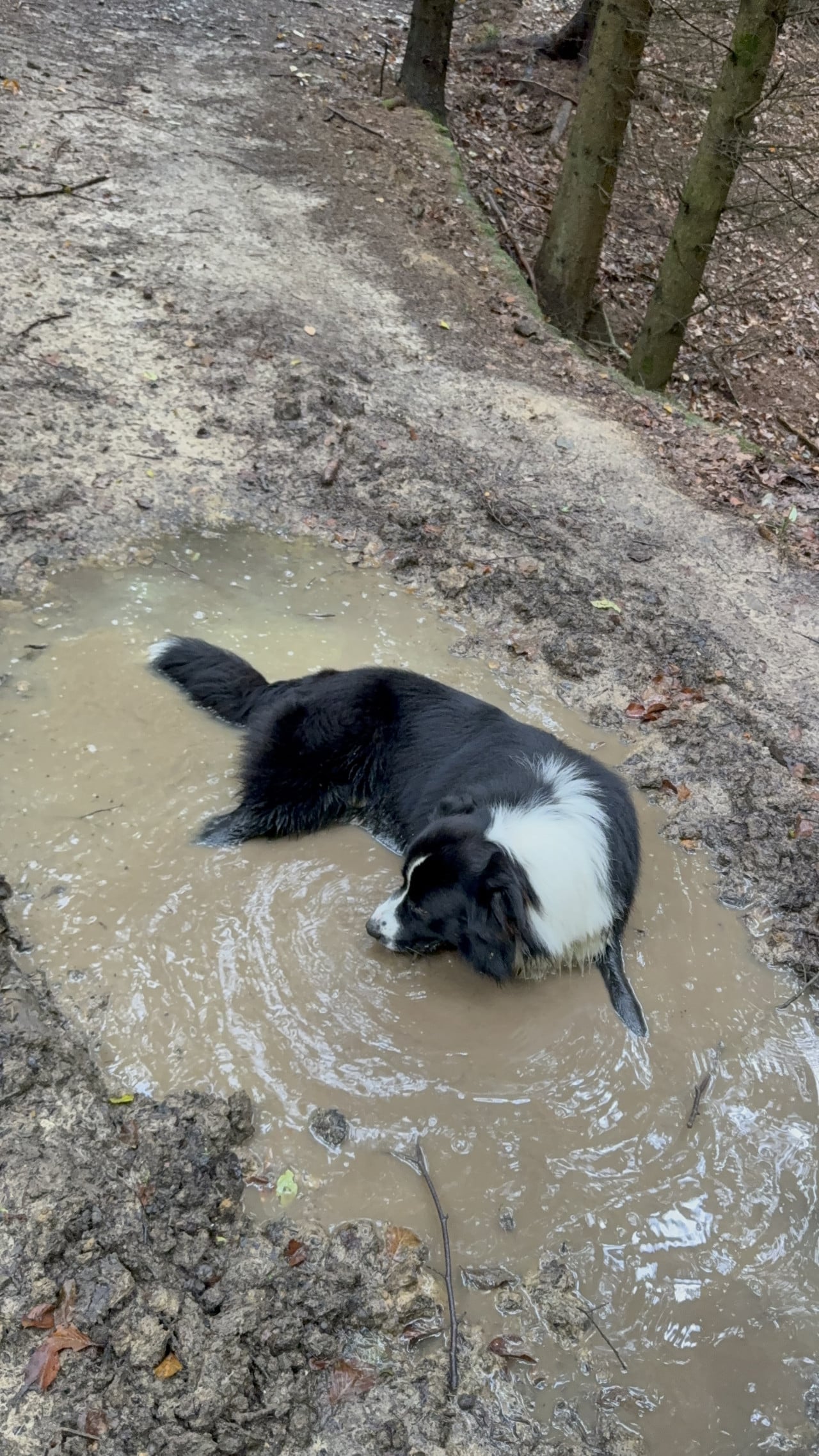 Černobílý australský ovčák leží v bahnité kaluži na lesní cestě.