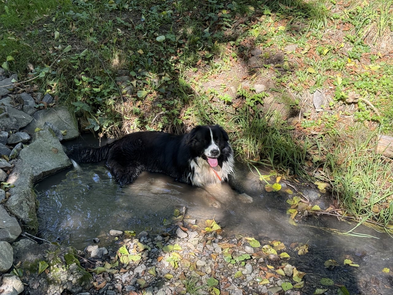 Černobílý pes leží v mělkém potoku, vyplazený jazyk, kolem kameny a tráva.