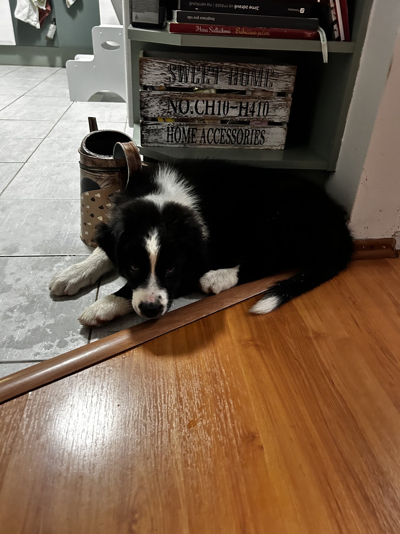 Štěně australského ovčáka leží na podlaze u police SWEET HOME NO.CH10-H410