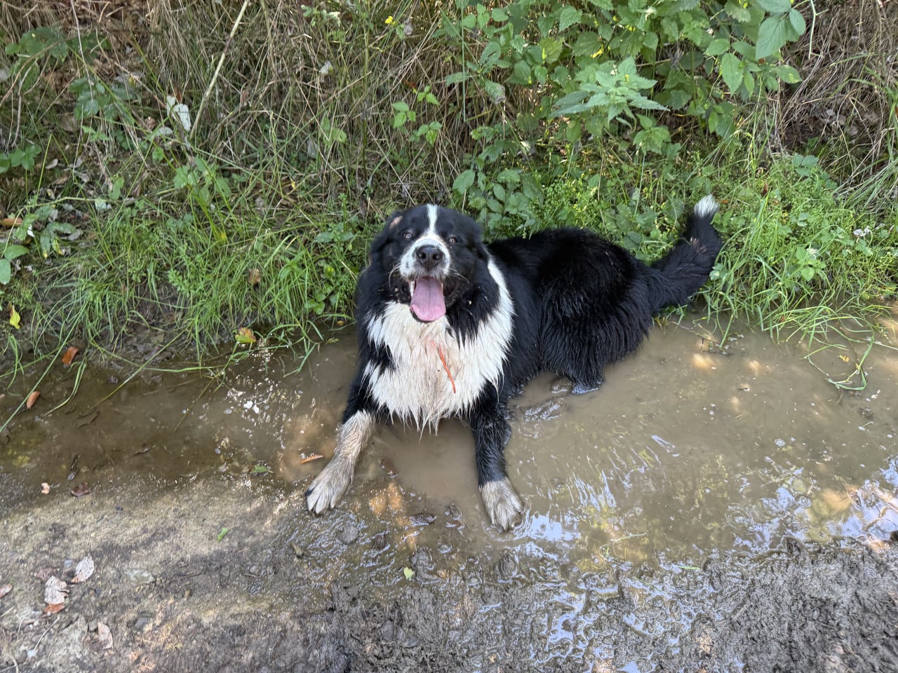 Černobílý pes leží v bahnité louži u křoví, vyplazený jazyk