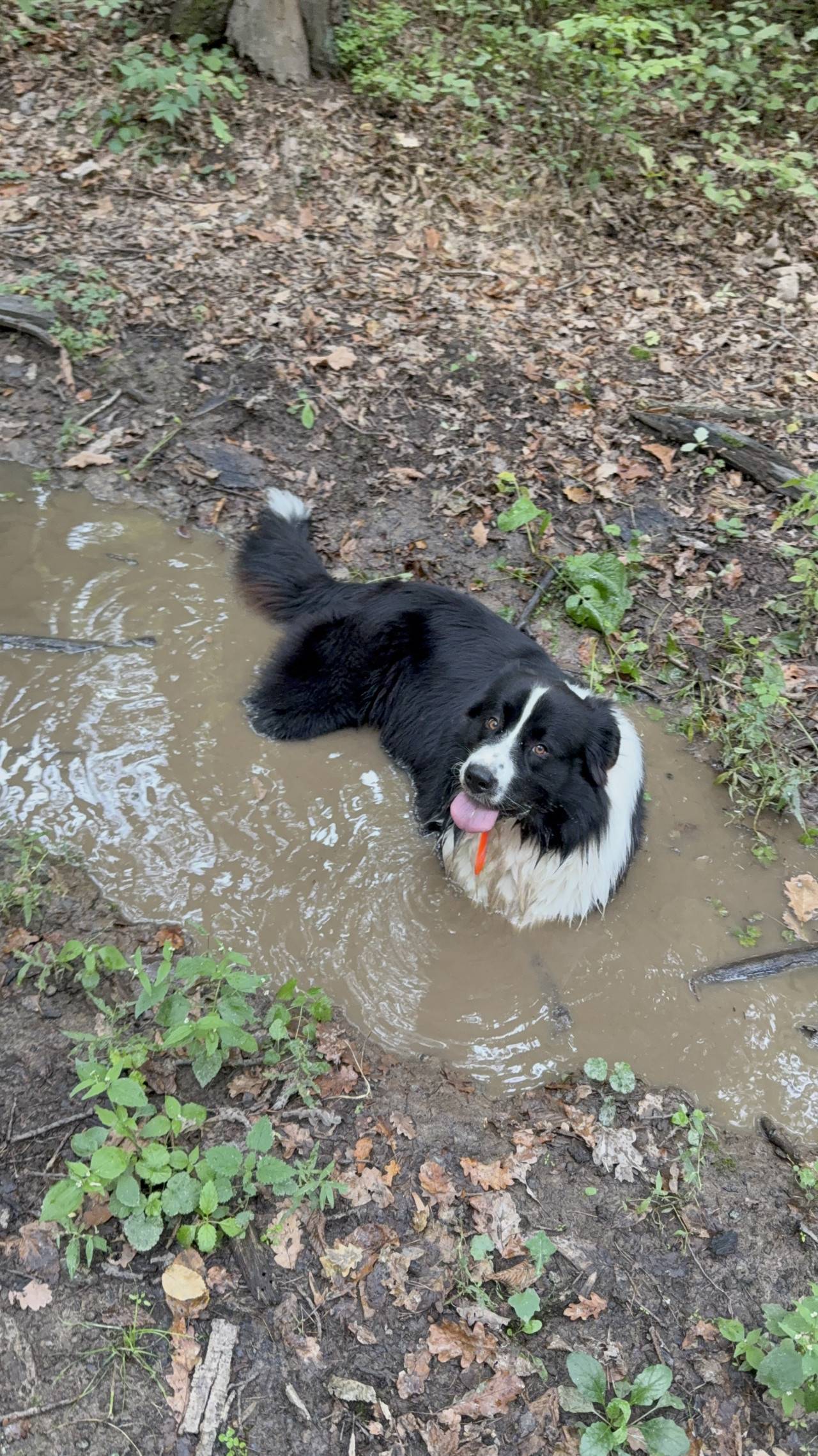 Černobílý pes leží v blátivé louži v lese, vyplazuje jazyk