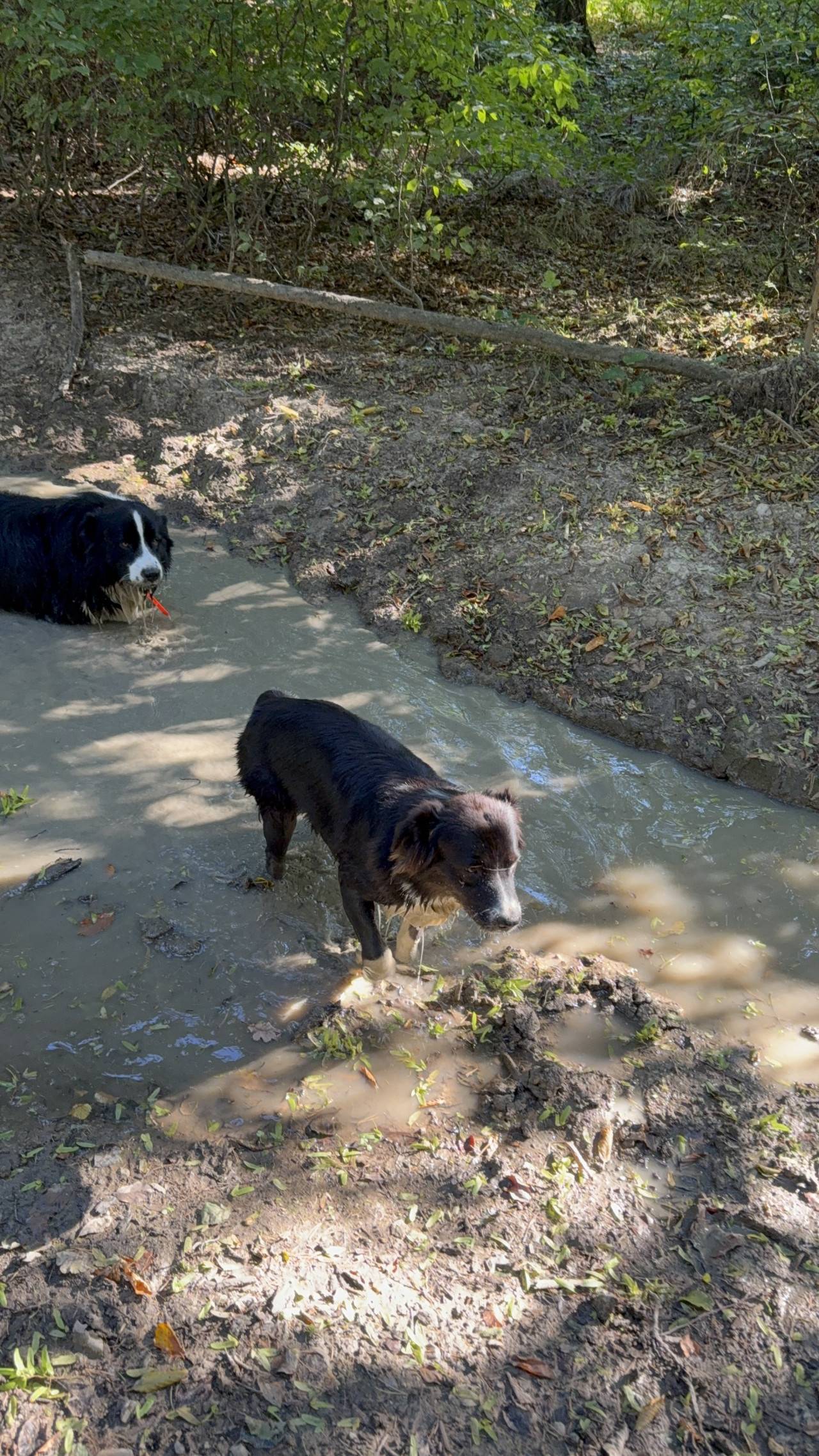 Dva psi v bahnitém potoku, jeden stojí na břehu, druhý drží červenou hračku