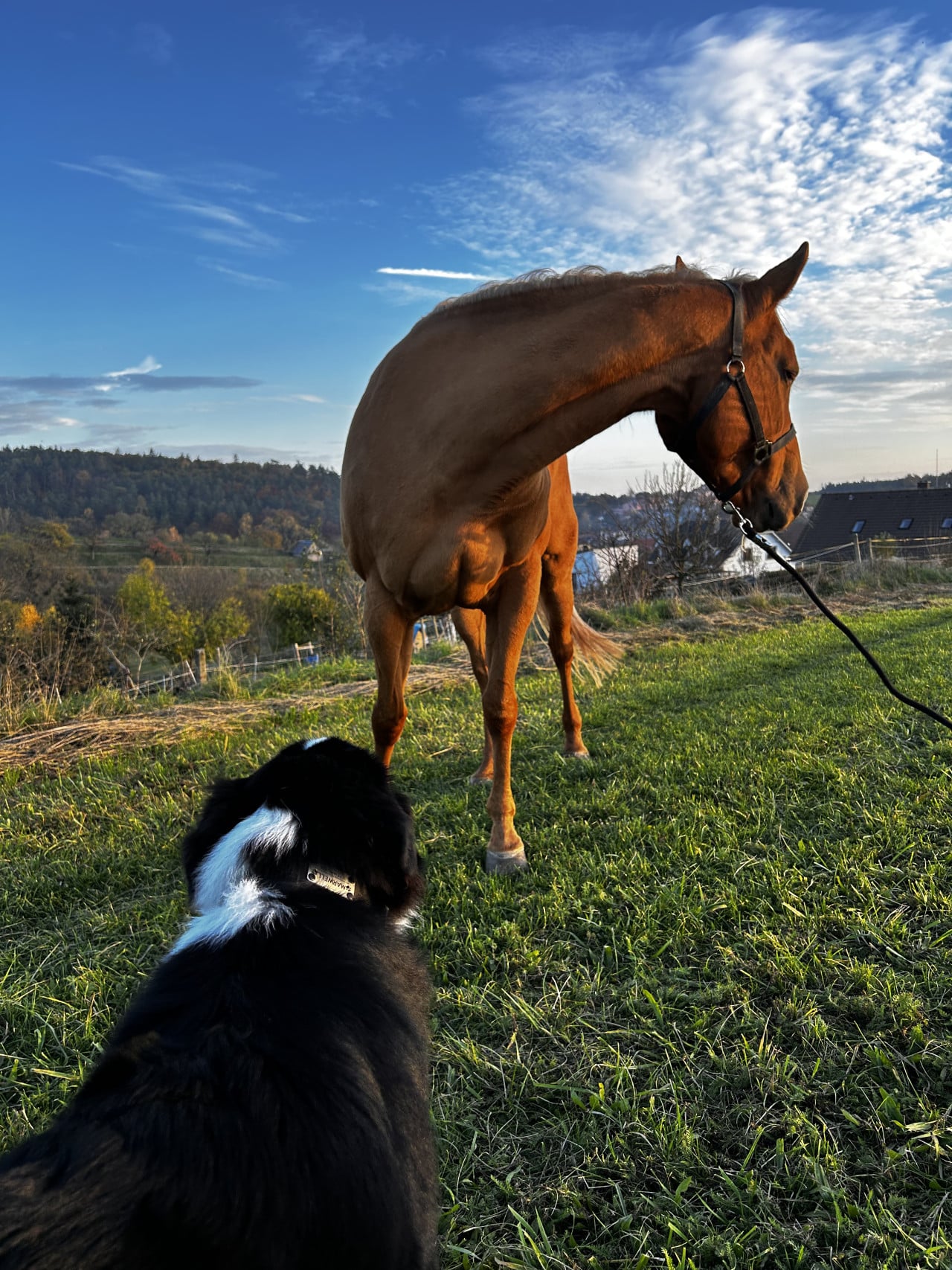 Hnědý kůň na louce hledí na černobílého australského ovčáka v popředí.