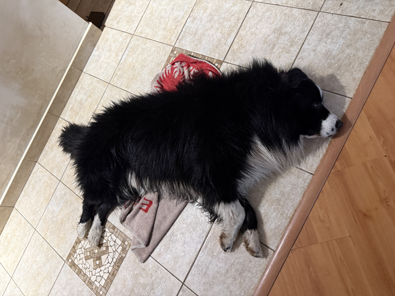 Černobílý australský ovčák leží na dlažbě vedle ručníku a dřevěné podlahy