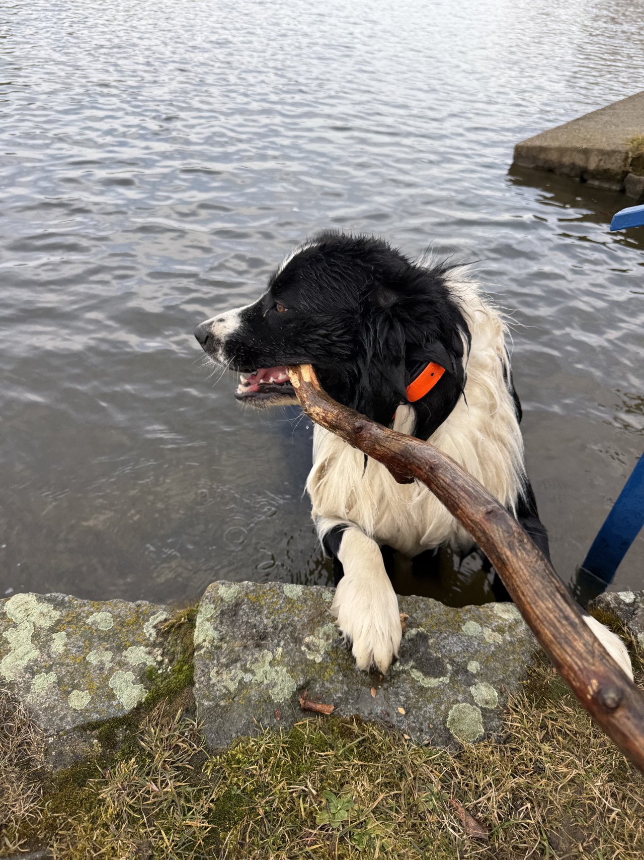 Černobílý pes s oranžovým obojkem drží klacek u vody