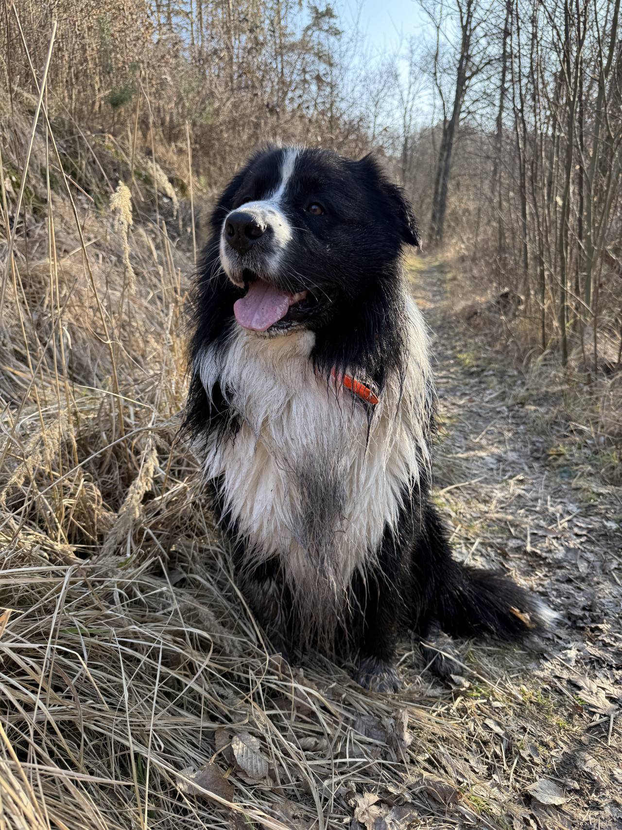 Černobílý australský ovčák sedí na lesní cestě, vyplazený jazyk, oranžový obojek.