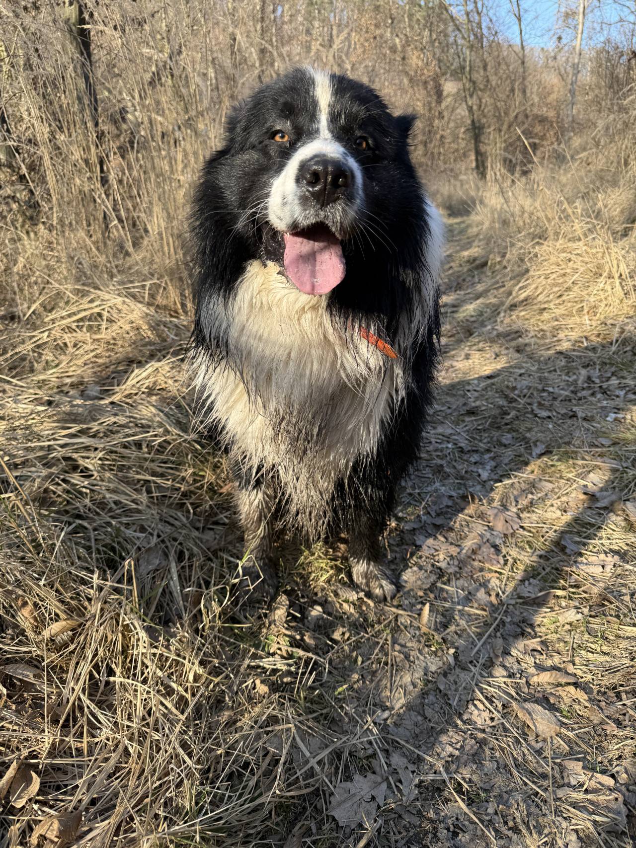 Černobílý australský ovčák s vyplazeným jazykem stojí na lesní pěšině.