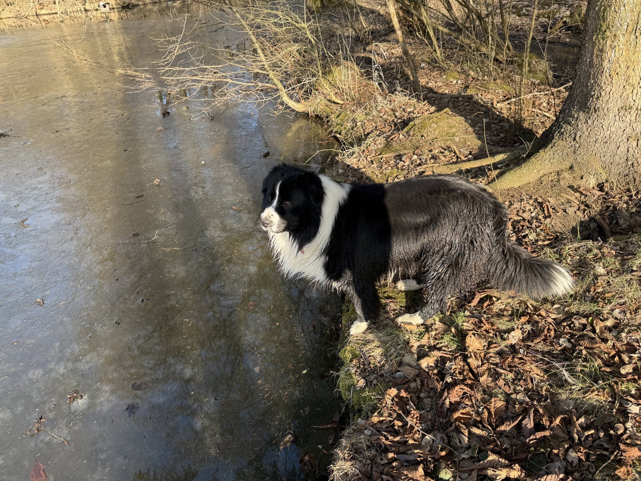 Černobílý pes stojí na břehu zamrzlého rybníka v lesíku u stromu