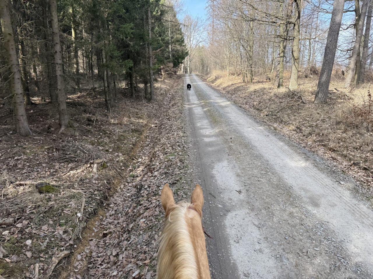 Pohled z koňského hřbetu na lesní cestu, vpředu běží černý pes.