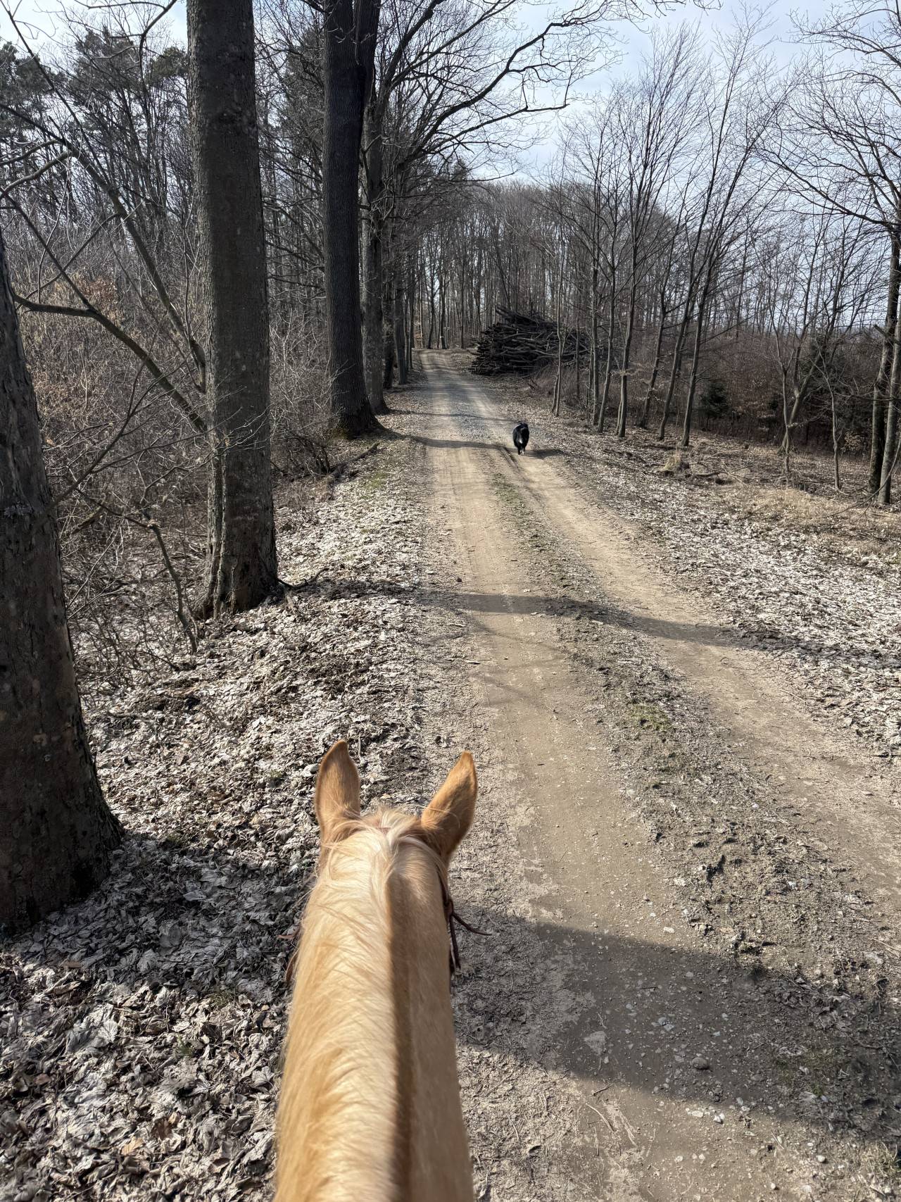 Pohled z koňského hřbetu na lesní cestu, pes běží vpředu