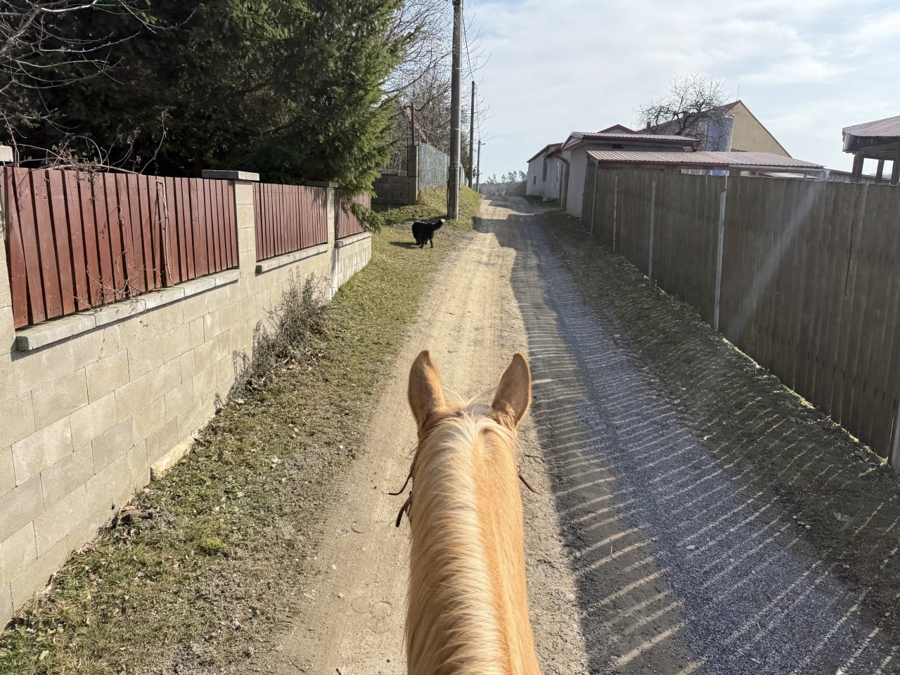 Pohled z koňského hřbetu na polní cestu, vpředu černý pes.