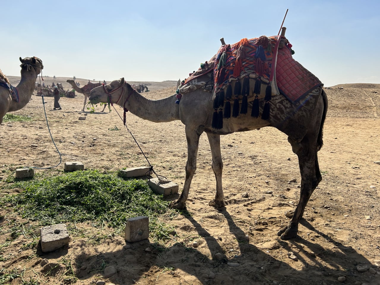 Ozdobený velbloud stojící na písku u krmení v Gíze, Egypt.