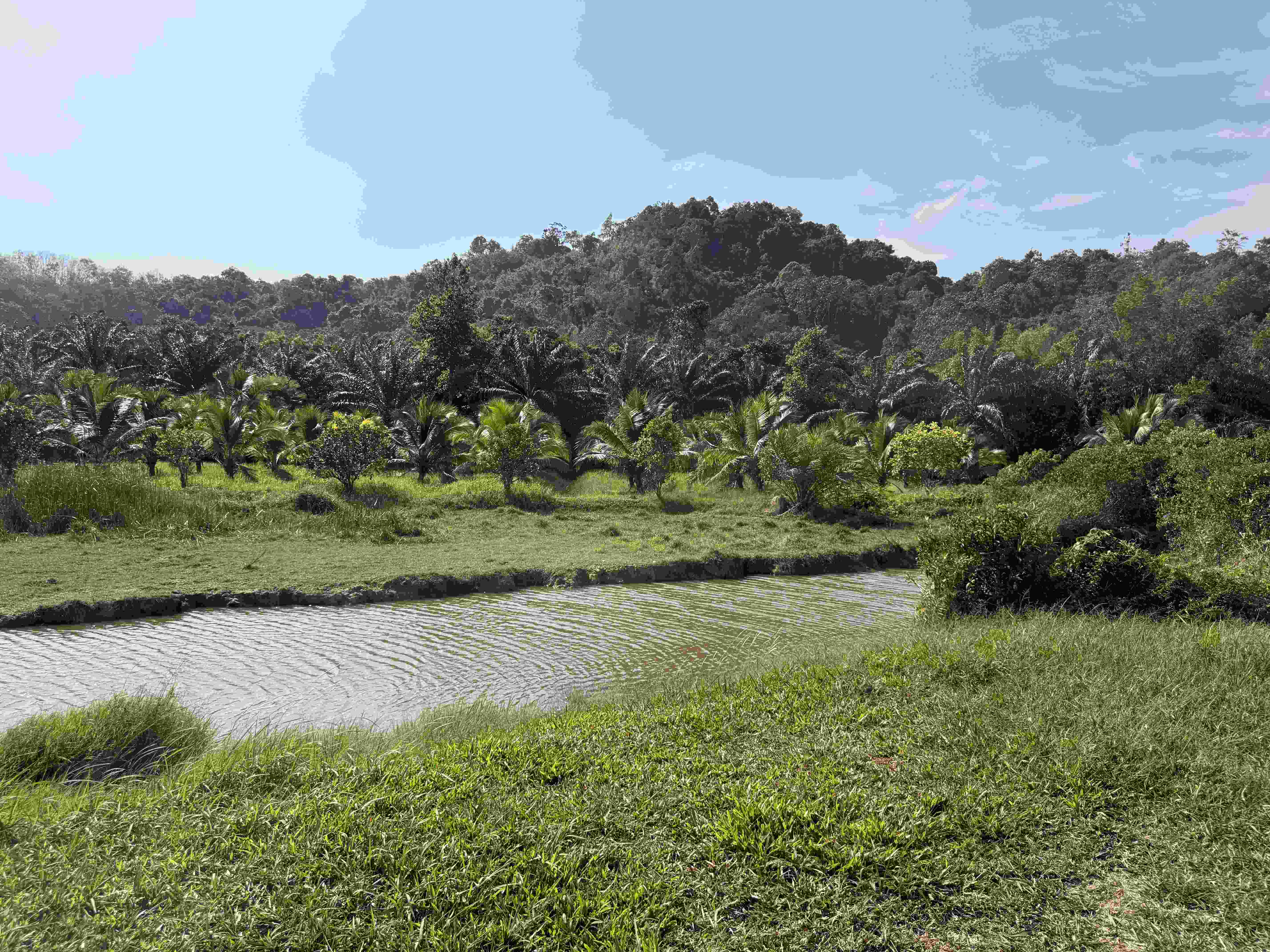 Bahnitý rybník u travnaté louky, palmy a zalesněný kopec v pozadí