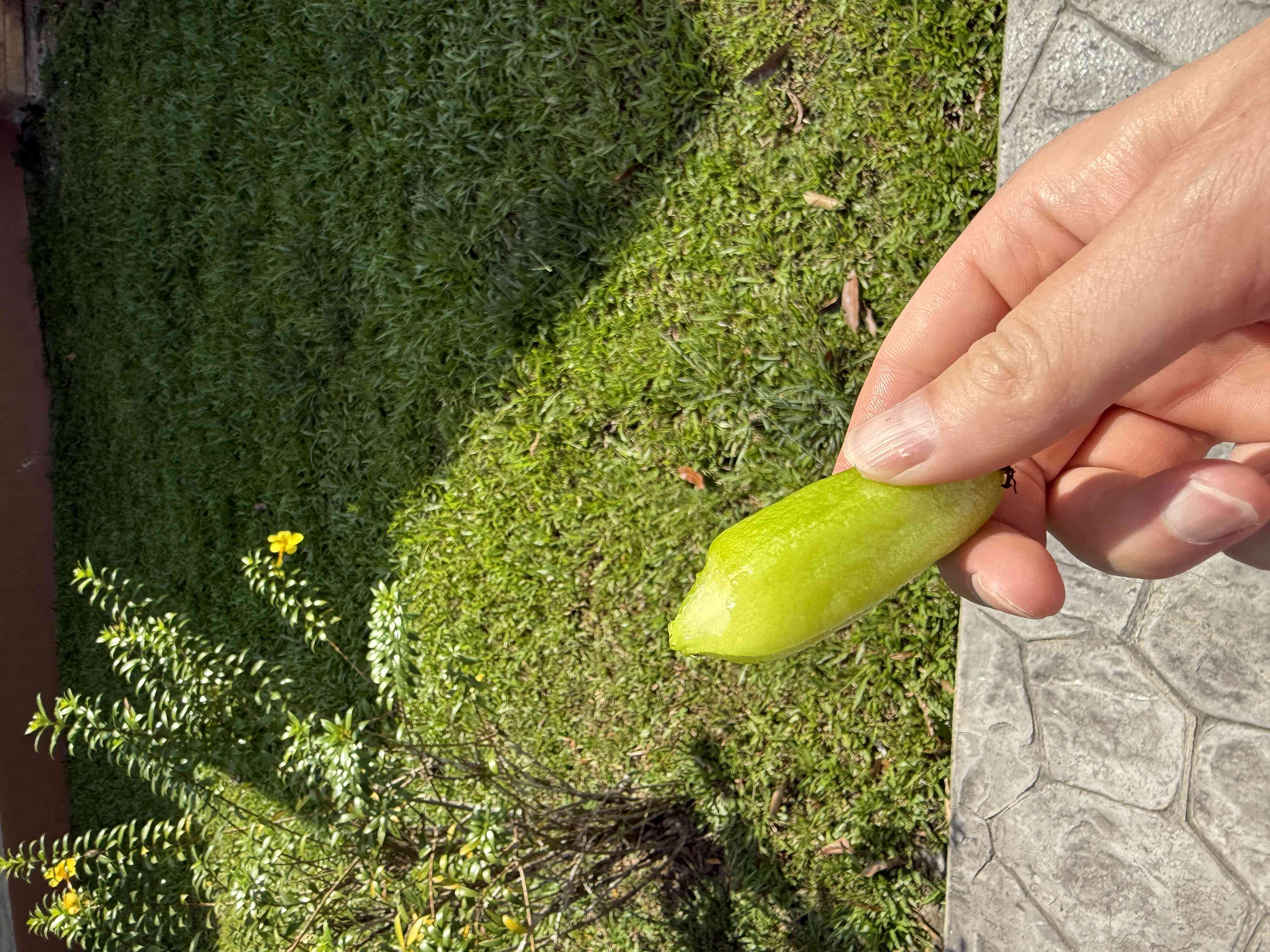 Ruka drží zelený tropický plod, v pozadí tráva a žlutý květ