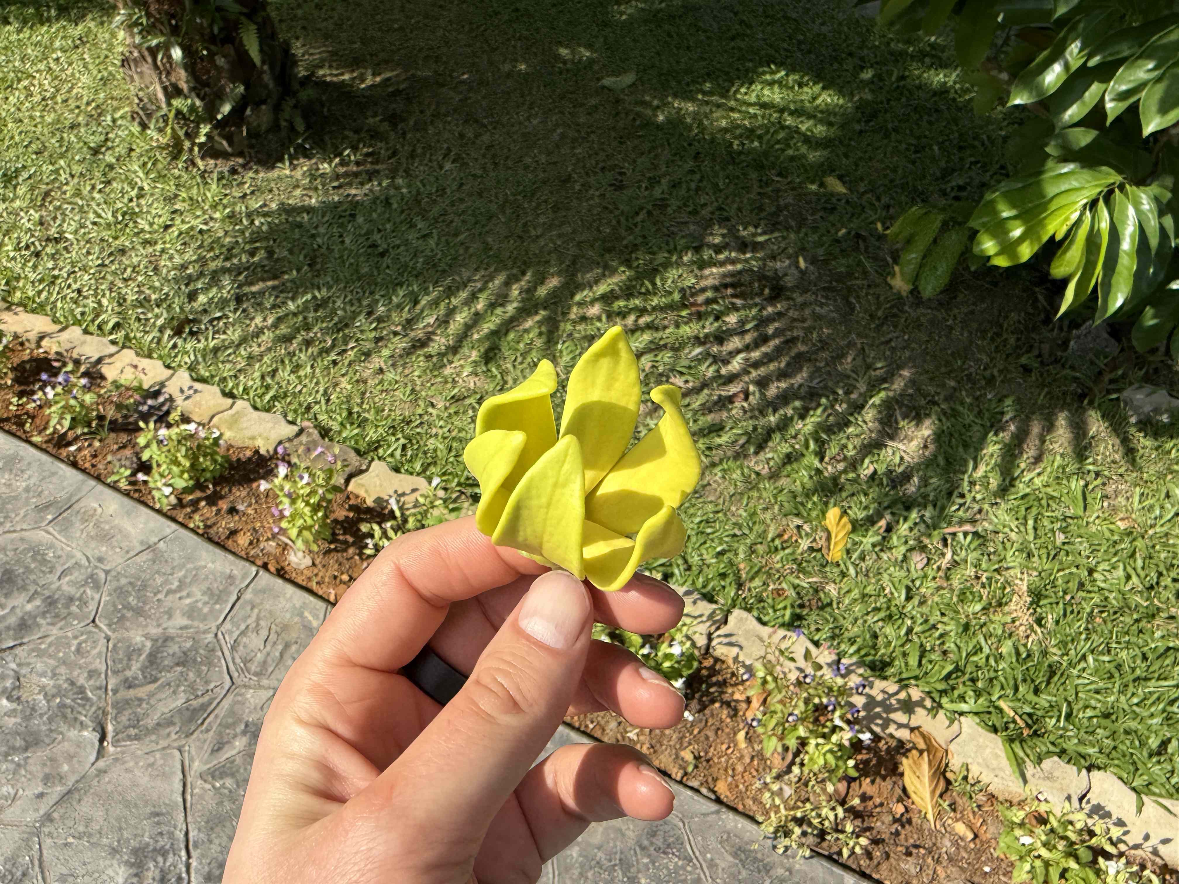 Ruka drží žlutý květ nad trávníkem u chodníku v tropické zahradě.