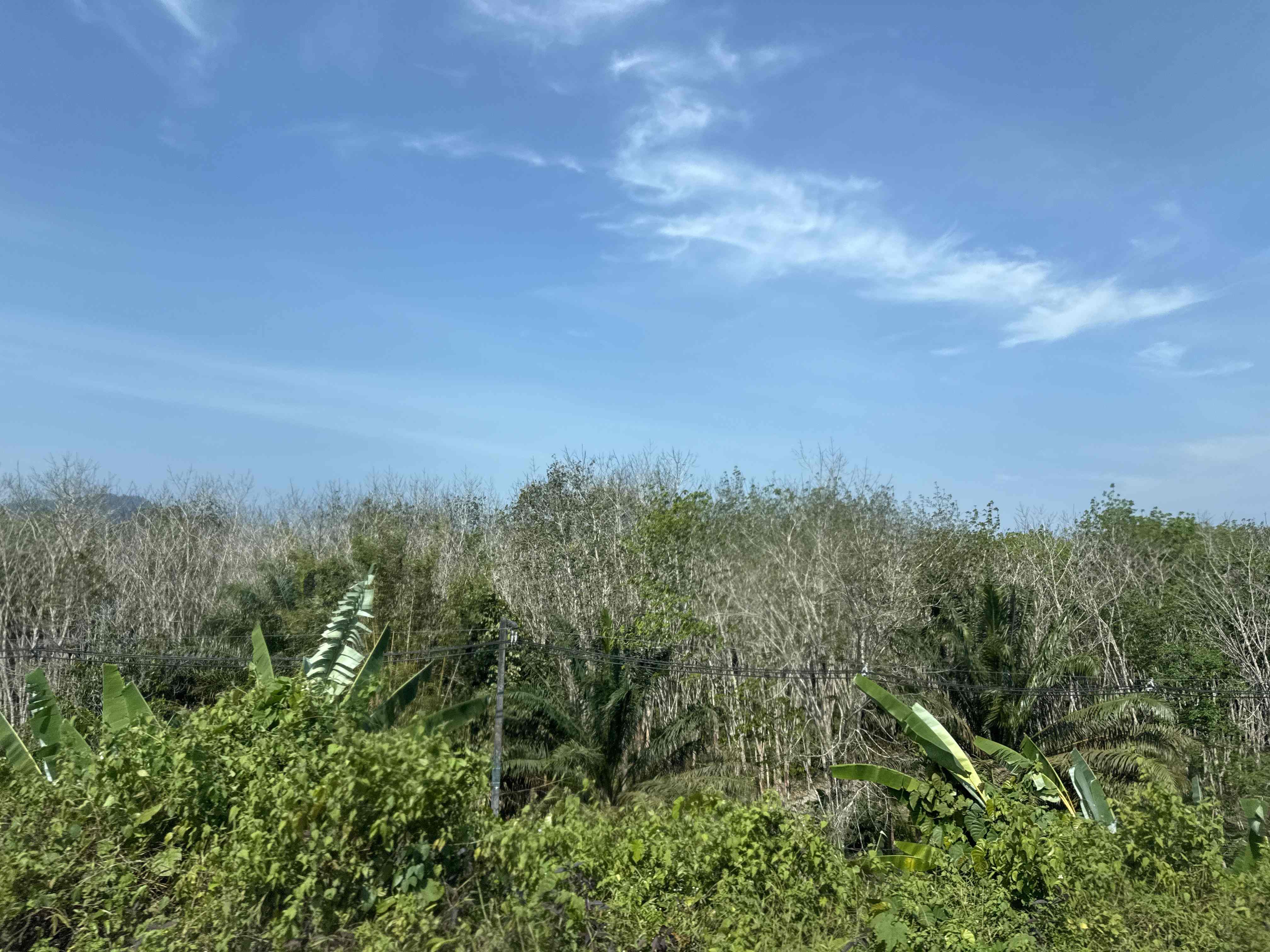 Modrá obloha nad tropickou vegetací, banánovníky a stromy s elektrickým vedením