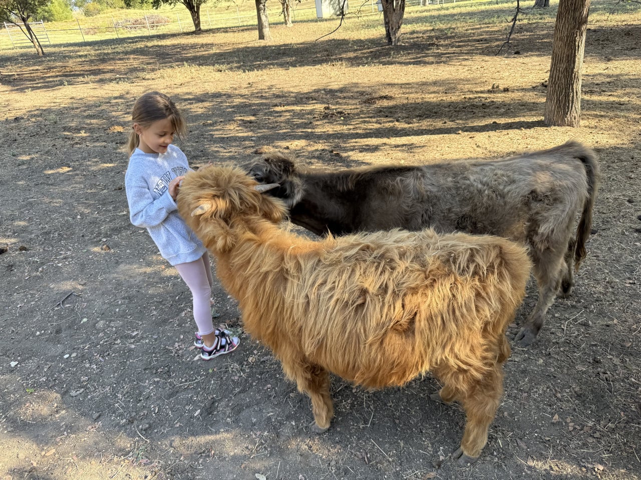Dívka hladí dvě chlupaté mini krávy na ranči pod stromy.