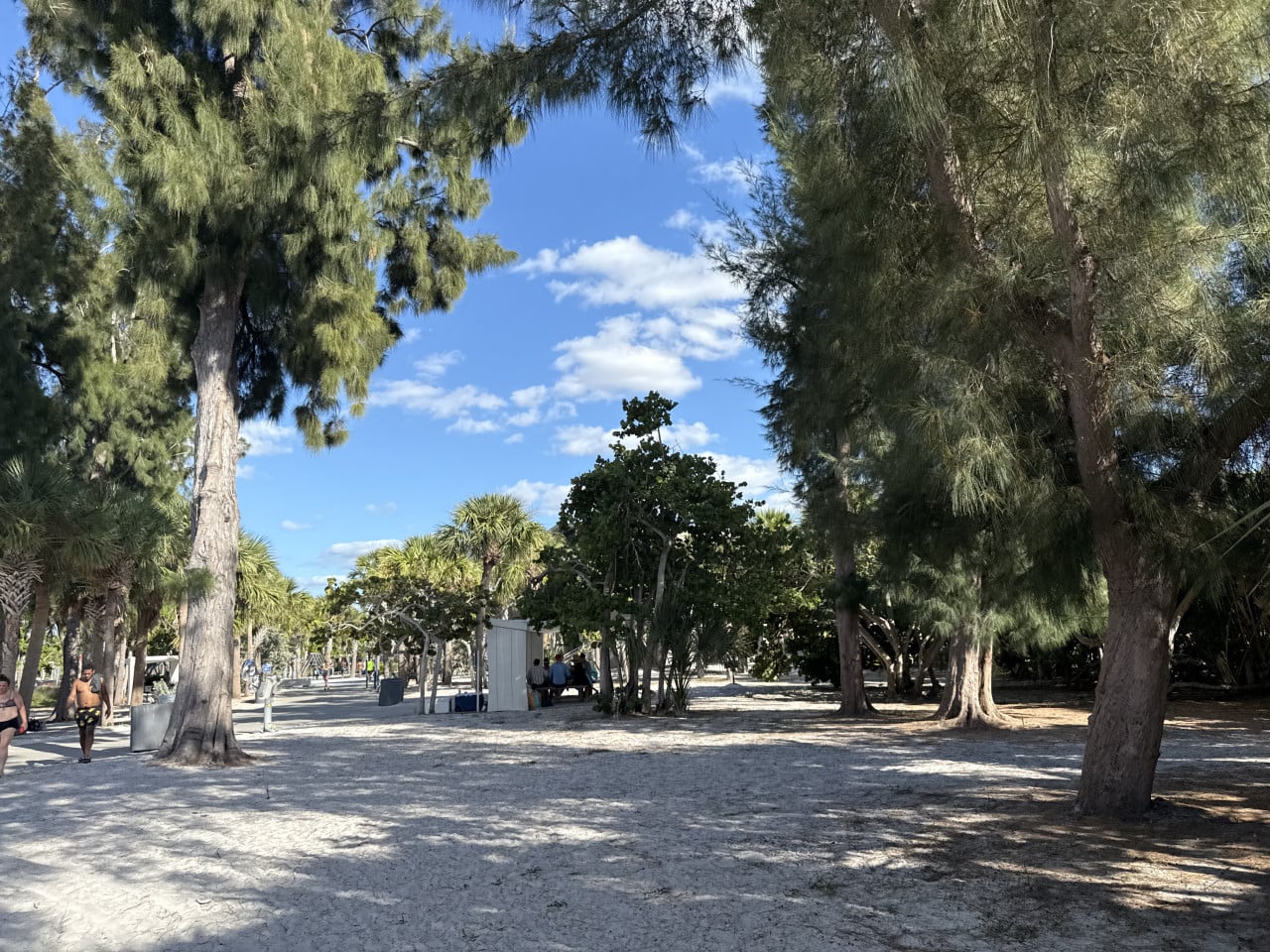 Písčitá cesta mezi stromy na Siesta Key Beach, lidé procházejí pod modrou oblohou.