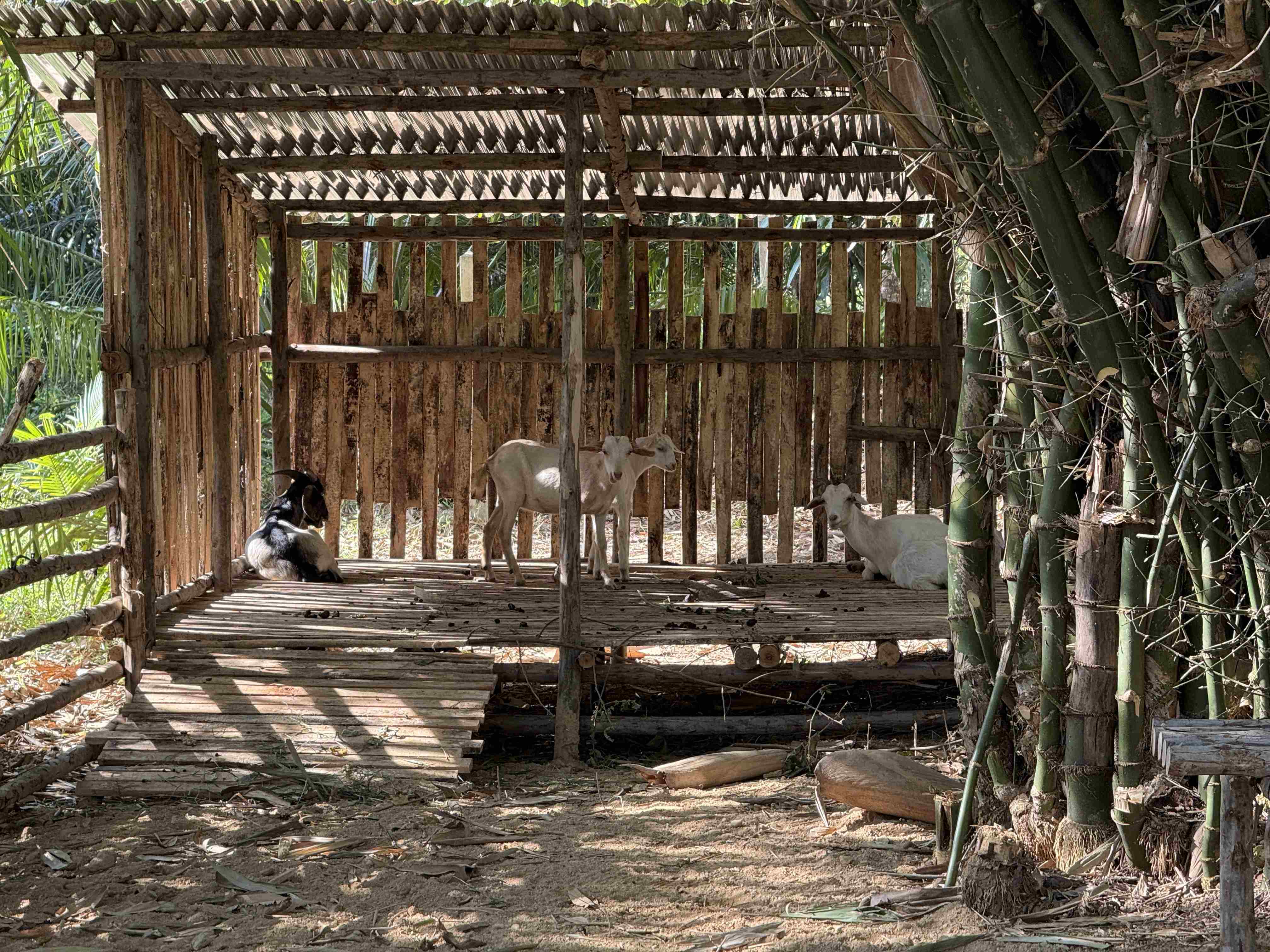 Tři kozy v dřevěné ohradě pod přístřeškem vedle bambusů na farmě