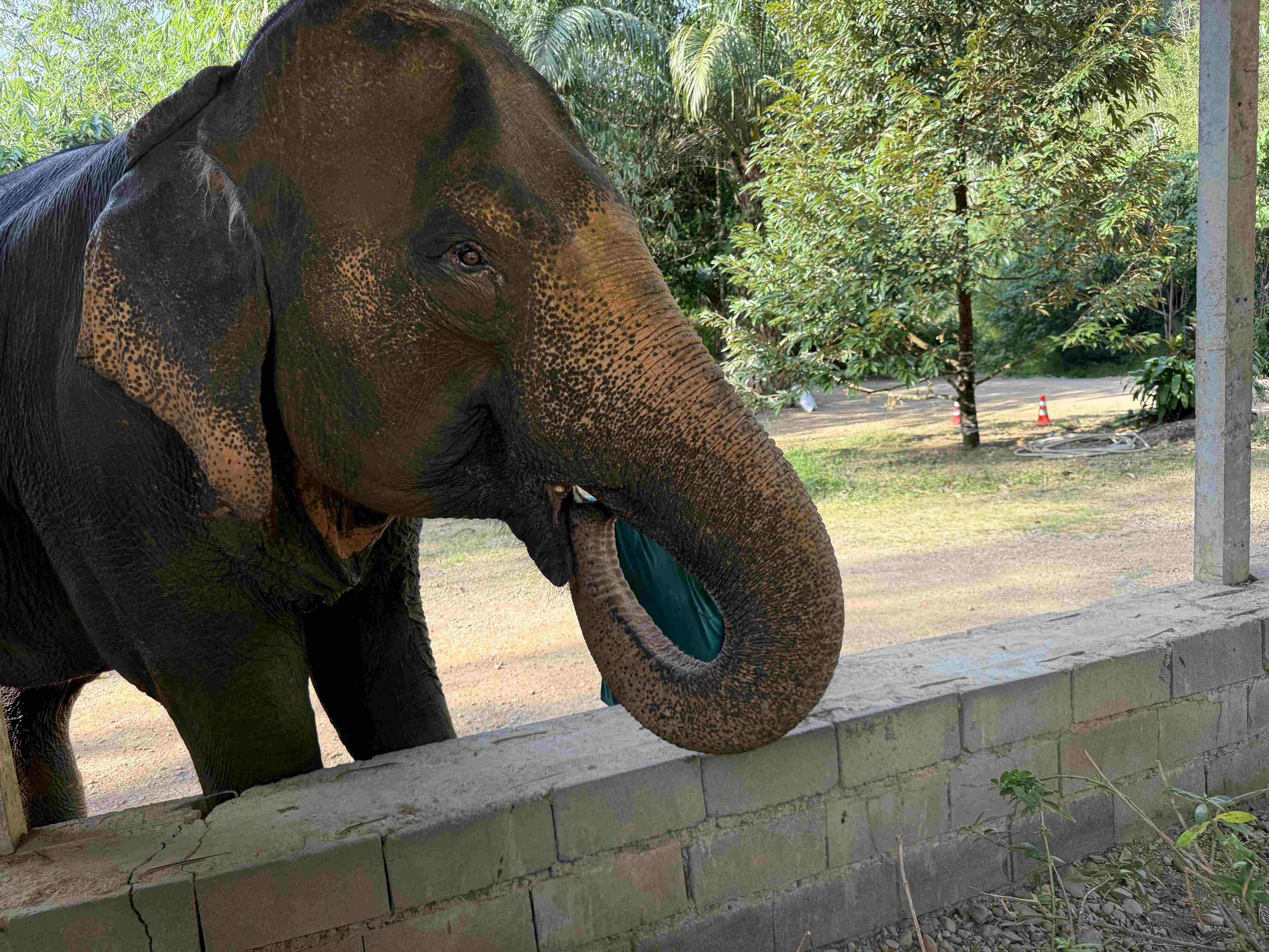 Detail slona za nízkou betonovou zídkou, zvednutý stočený chobot, zeleň v pozadí