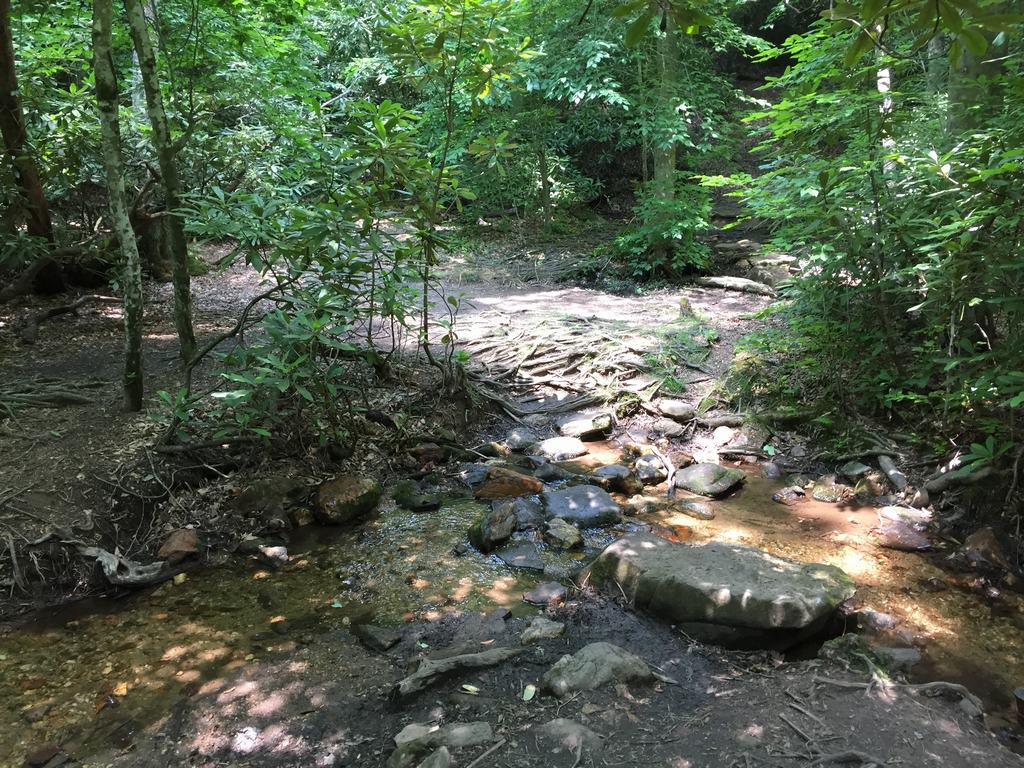 Pěšina v lese přechází mělký potok, kameny a kořeny stromů.