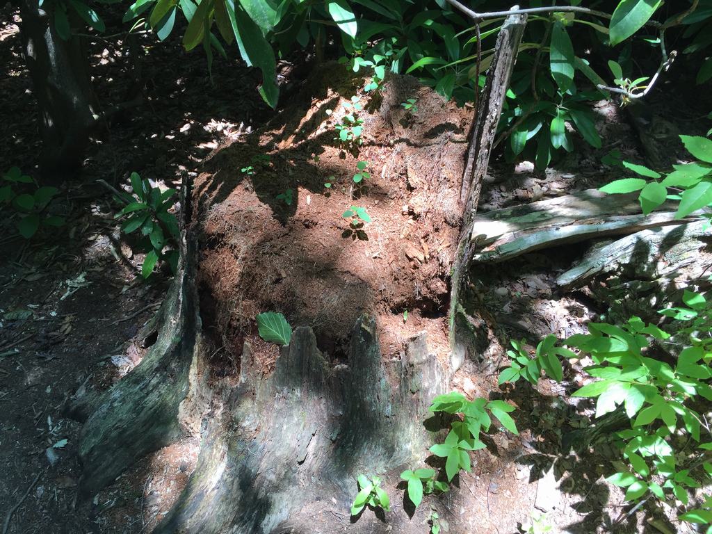 Rozpadlý pařez s hlínou a kořeny v lese, sluneční skvrny, listy kolem