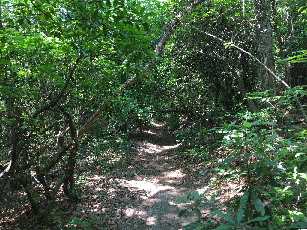 Lesní pěšina vedoucí hustým zeleným porostem, stíny a sluneční skvrny na zemi