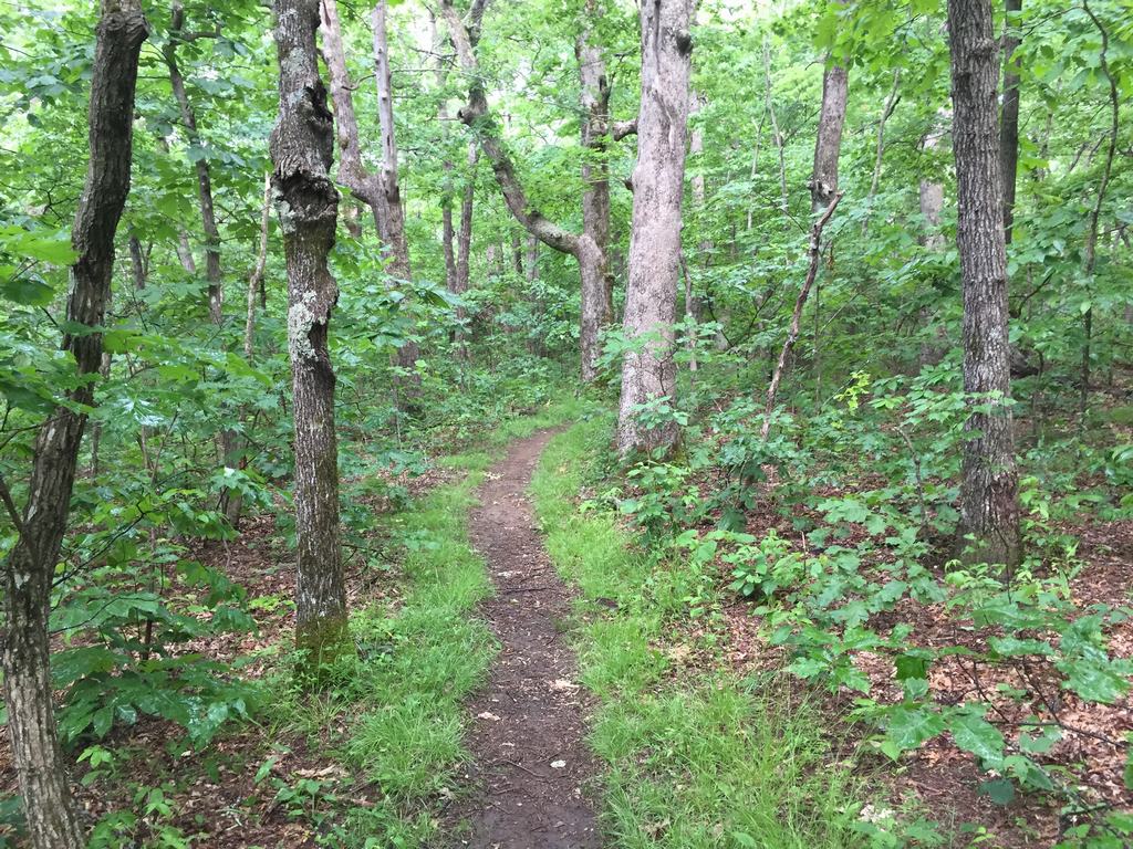 Úzká lesní stezka se vine hustým zeleným lesem mezi stromy.