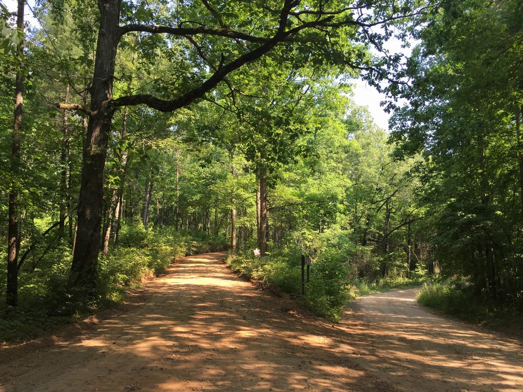 Lesní prašná cesta se rozdvojuje, kolem husté zelené stromy a stín