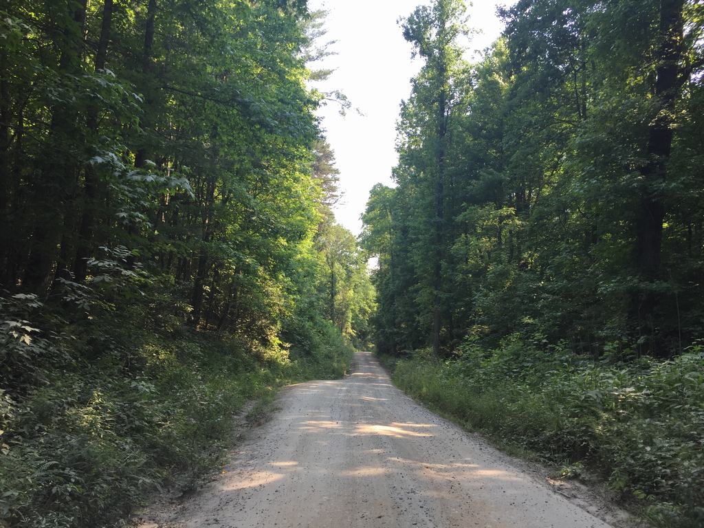 Prašná lesní cesta obklopená vysokými stromy, vede rovně do dálky