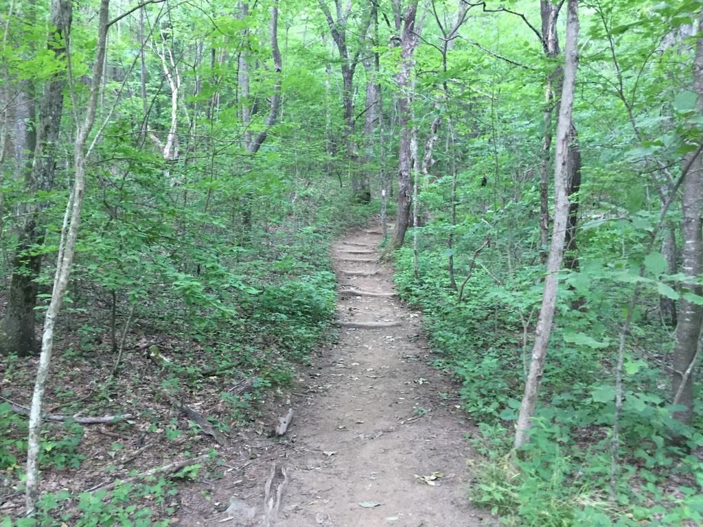 Úzká lesní pěšina vinoucí se zeleným listnatým lesem na Springer Mountain