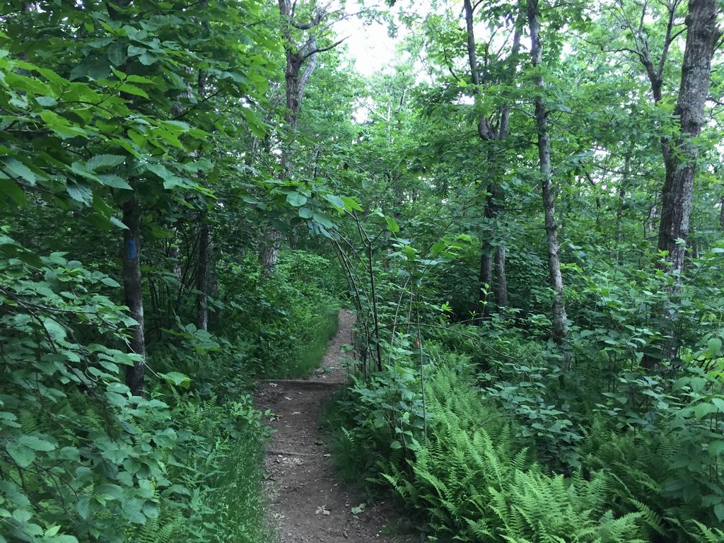 Úzká lesní pěšina mezi stromy, kapradinami a hustým zeleným podrostem