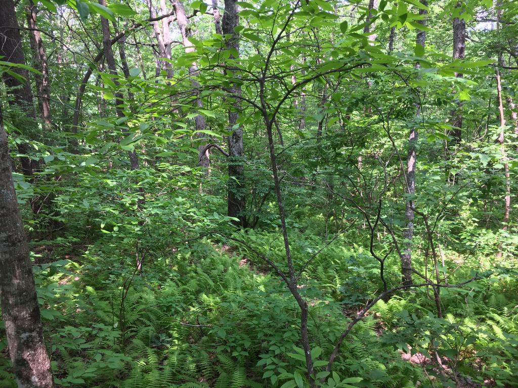 Hustý zelený les s kapradinami a stromy, úzká pěšina v podrostu